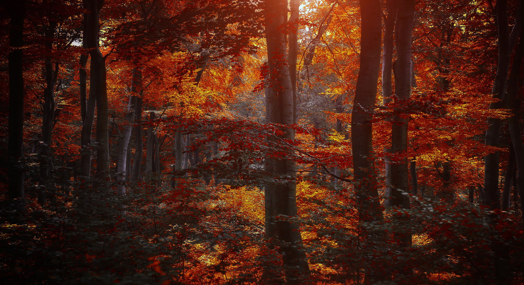 growth, crimson, dark, outdoors, change, forest, red, leaves, tranquility, autumn collection, 1080P, scenics - nature, autumn, leaf, land, tranquil scene, HD Wallpaper