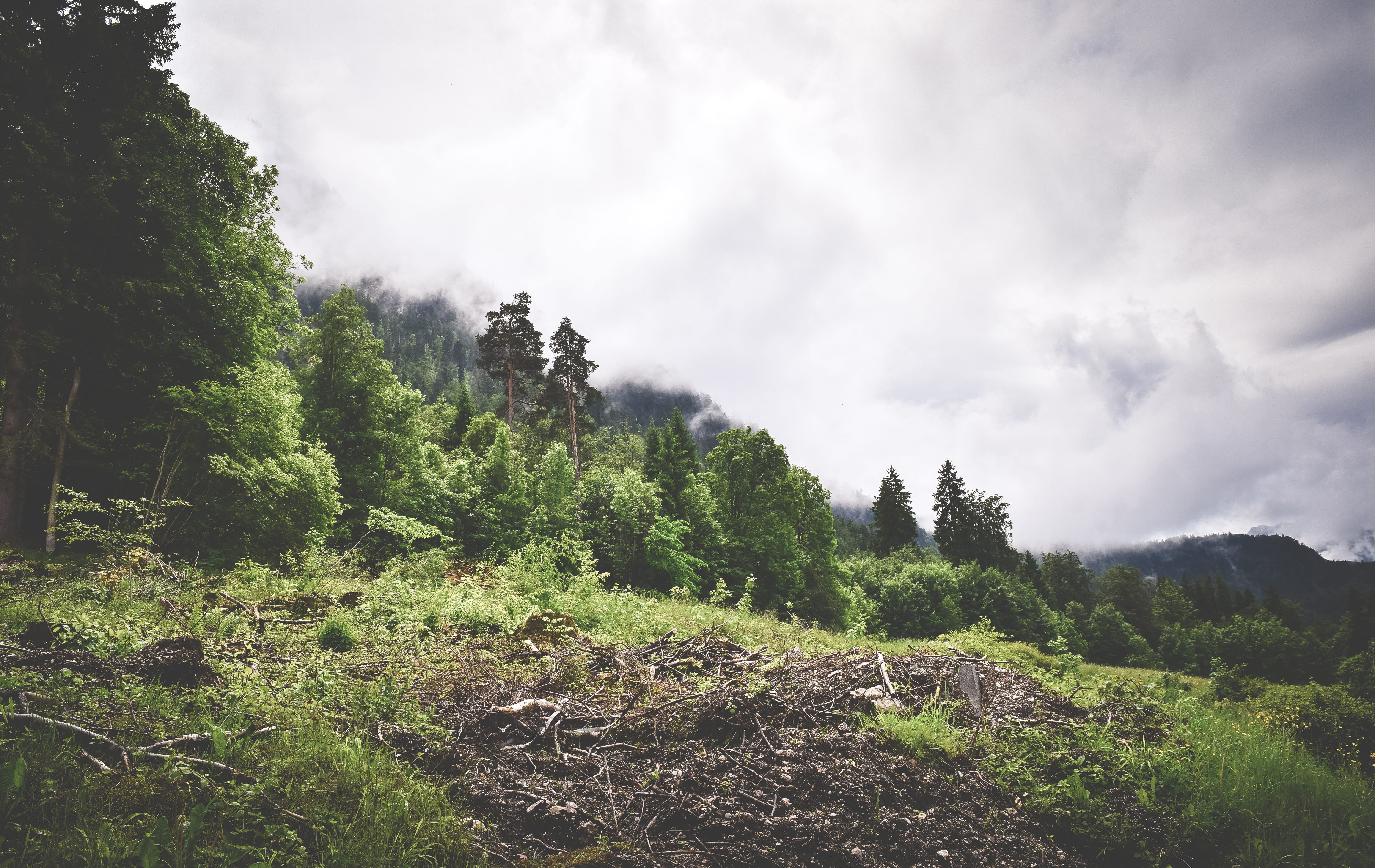 scenics - nature, growth, mountain, landscape, forest, environment, 5K, schwangau, nature, land, tranquil scene, beauty in nature, no people, day, non-urban scene, HD Wallpaper