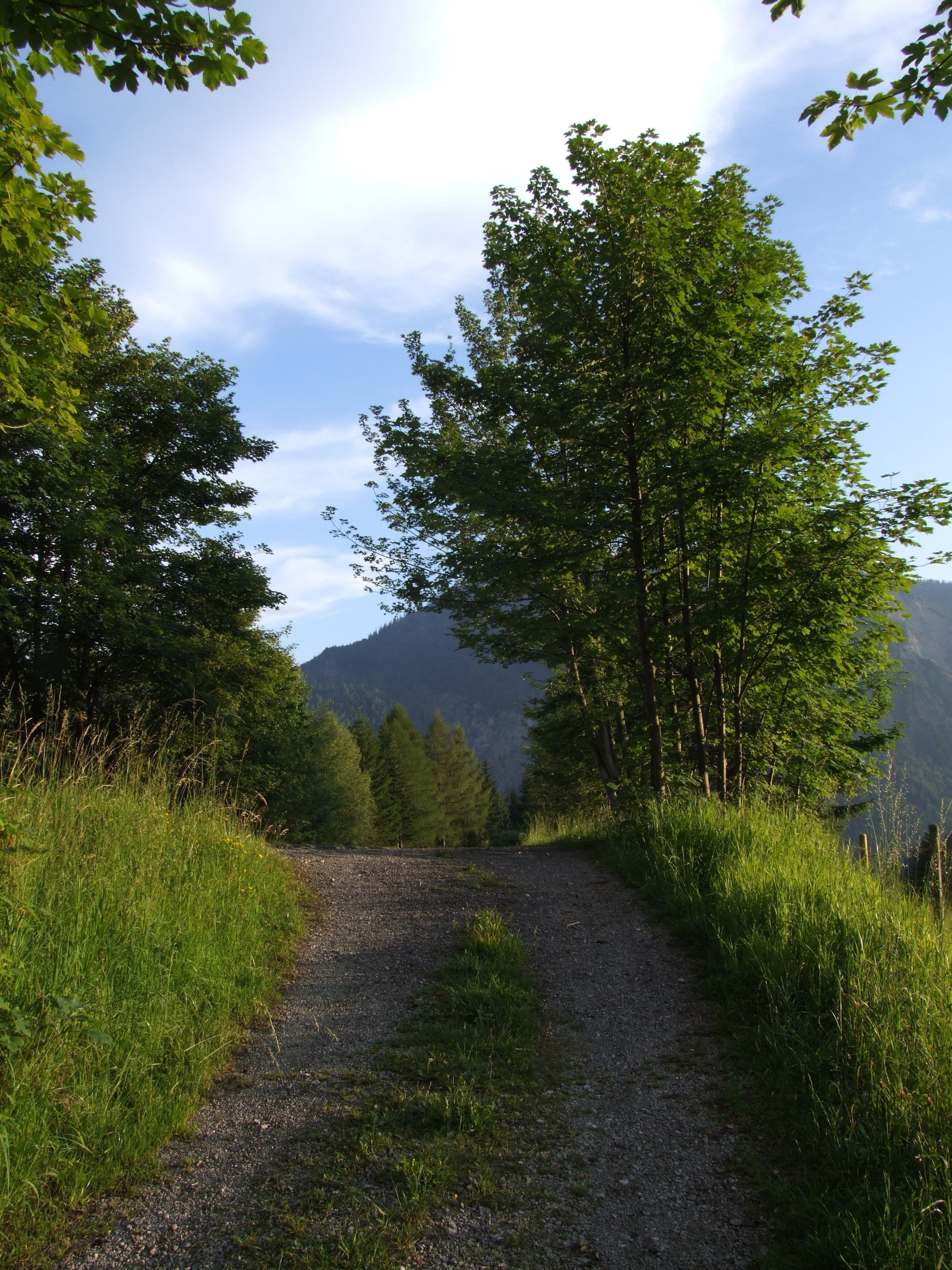 no people, grass, cloud - sky, scenics - nature, plant, long, tranquility, road, tree, agriculture road, 2K, tranquil scene, germany, land, footpath, schwangau, Phone HD Wallpaper