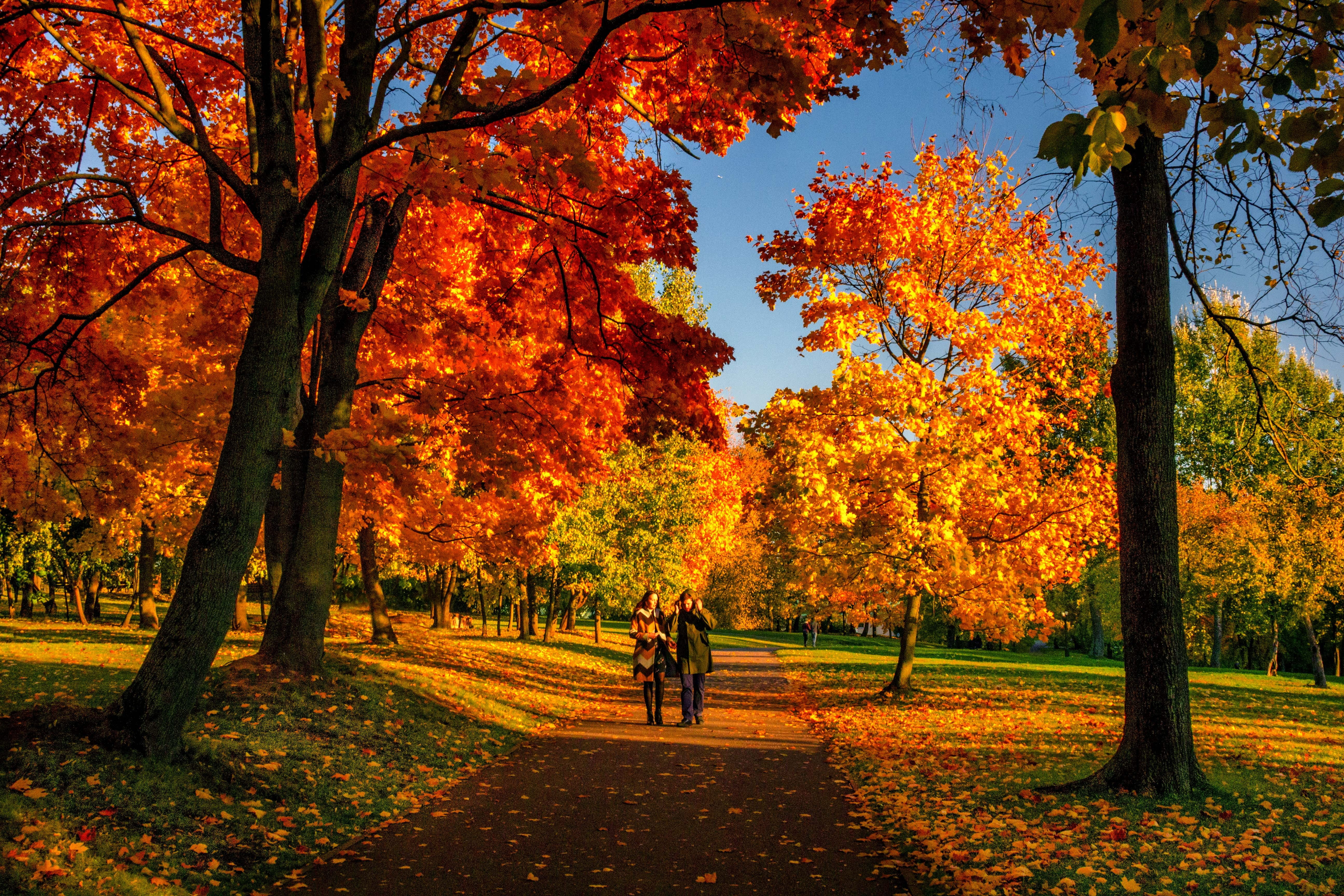sunrise, path, tree, couple, outside, sunny, colourful, day, tranquil scene, plant part, autumn, walk, leaves, leaf, september, park, warm, plant, landscape, HD Wallpaper