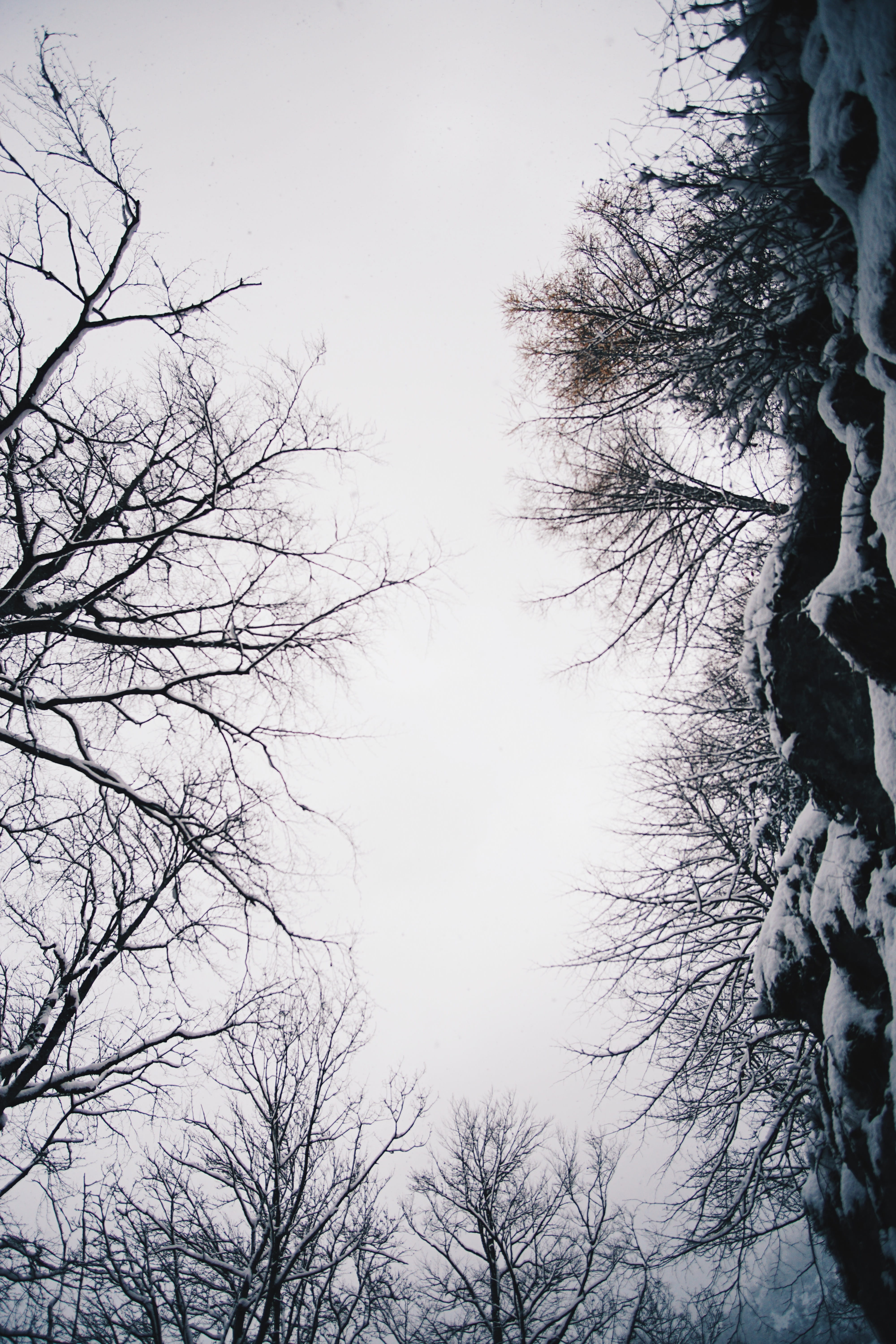 sky, winter, beauty in nature, mountains, bare tree, tree, neuschwanstein castle, scenics - nature, cold temperature, branch, frozen, 5K, tranquility, Phone HD Wallpaper