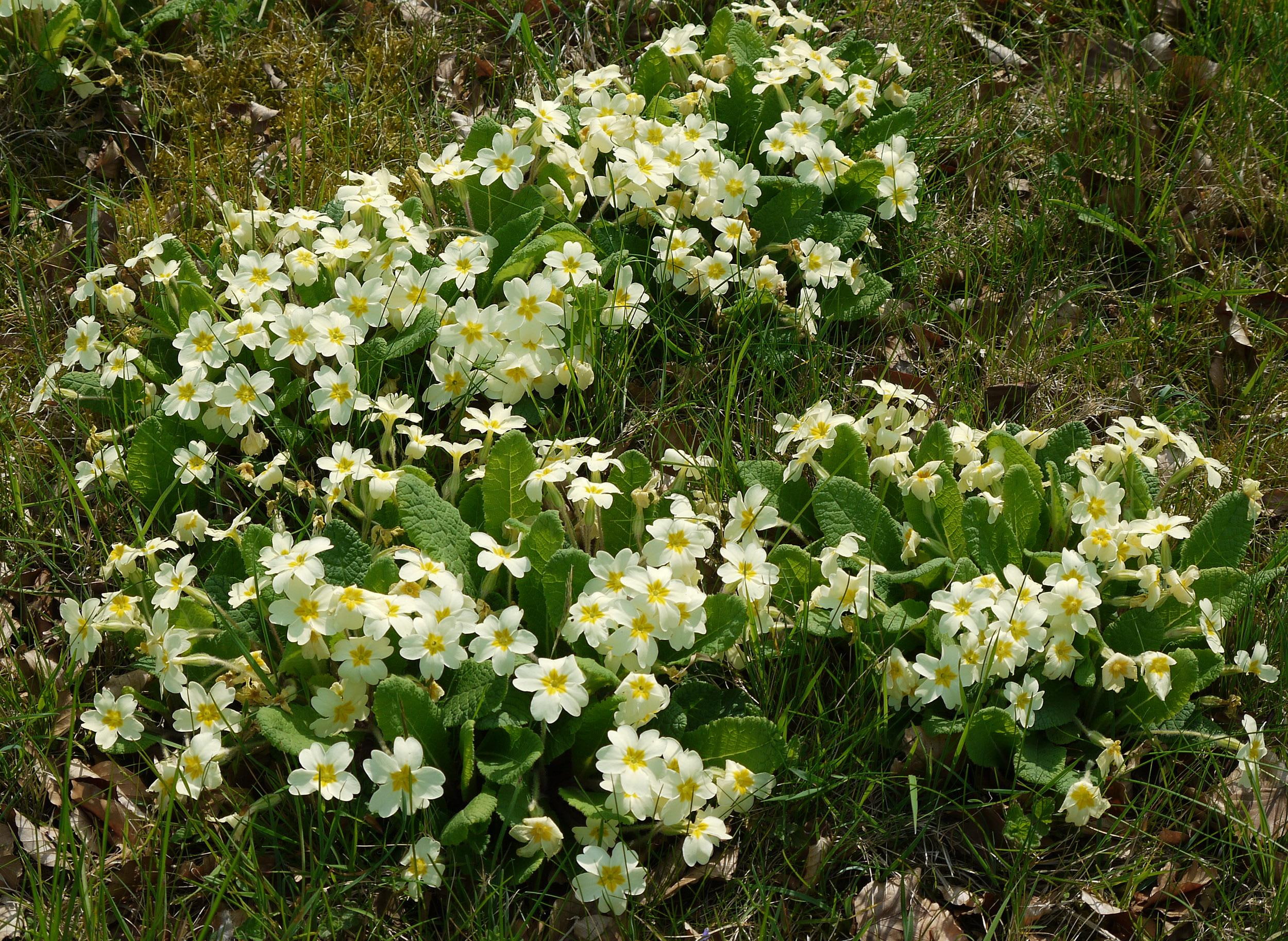 primroses, primrose, colour, 1080P, 3d and abstract, happy, warm, spring, HD Wallpaper