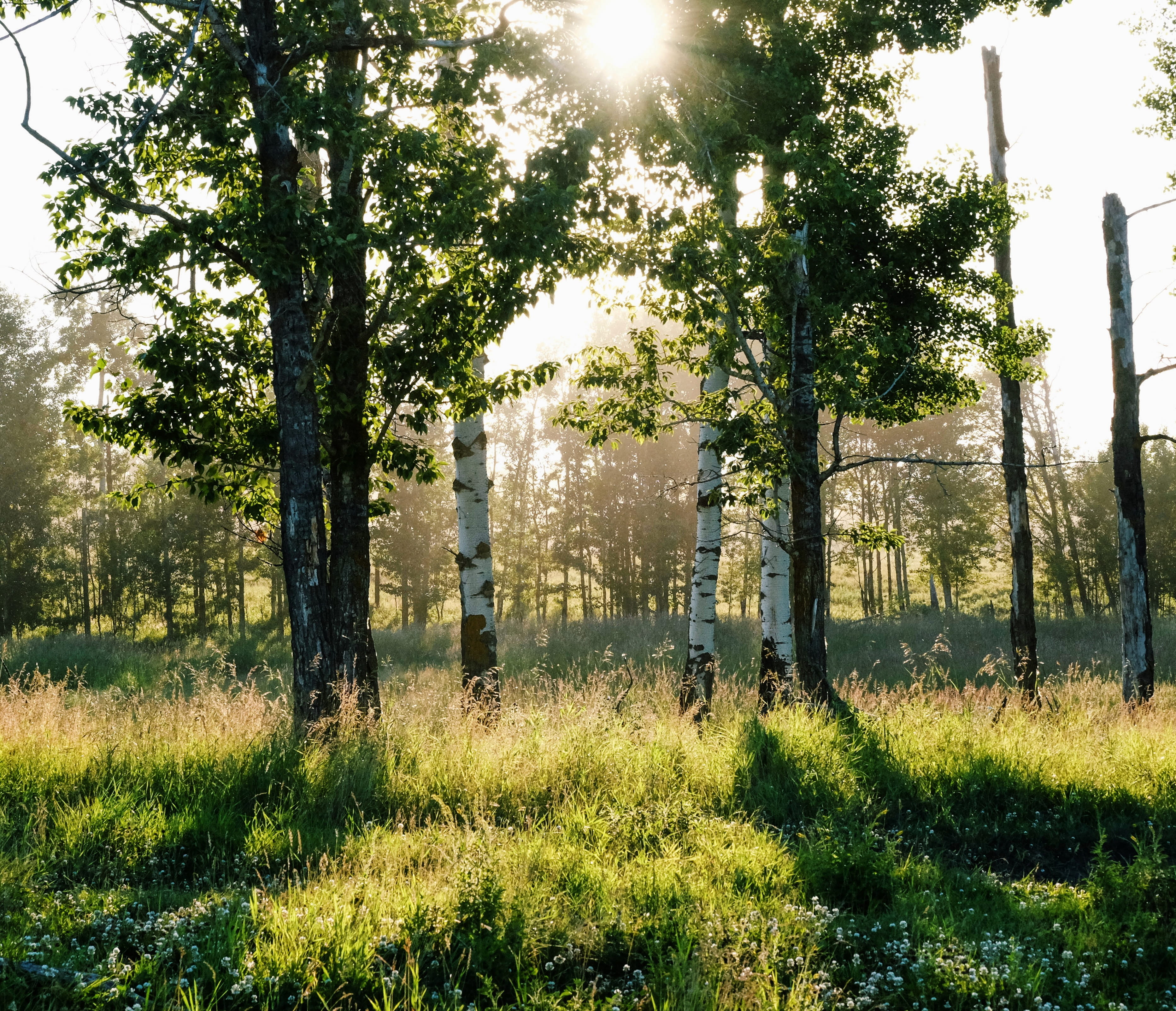 tree, sun, tranquil scene, tree trunk, bright, 2K, sky, outdoors, bison loop road, environment, warm, plant, colour, growth, day, lens flare, canada, no people, HD Wallpaper