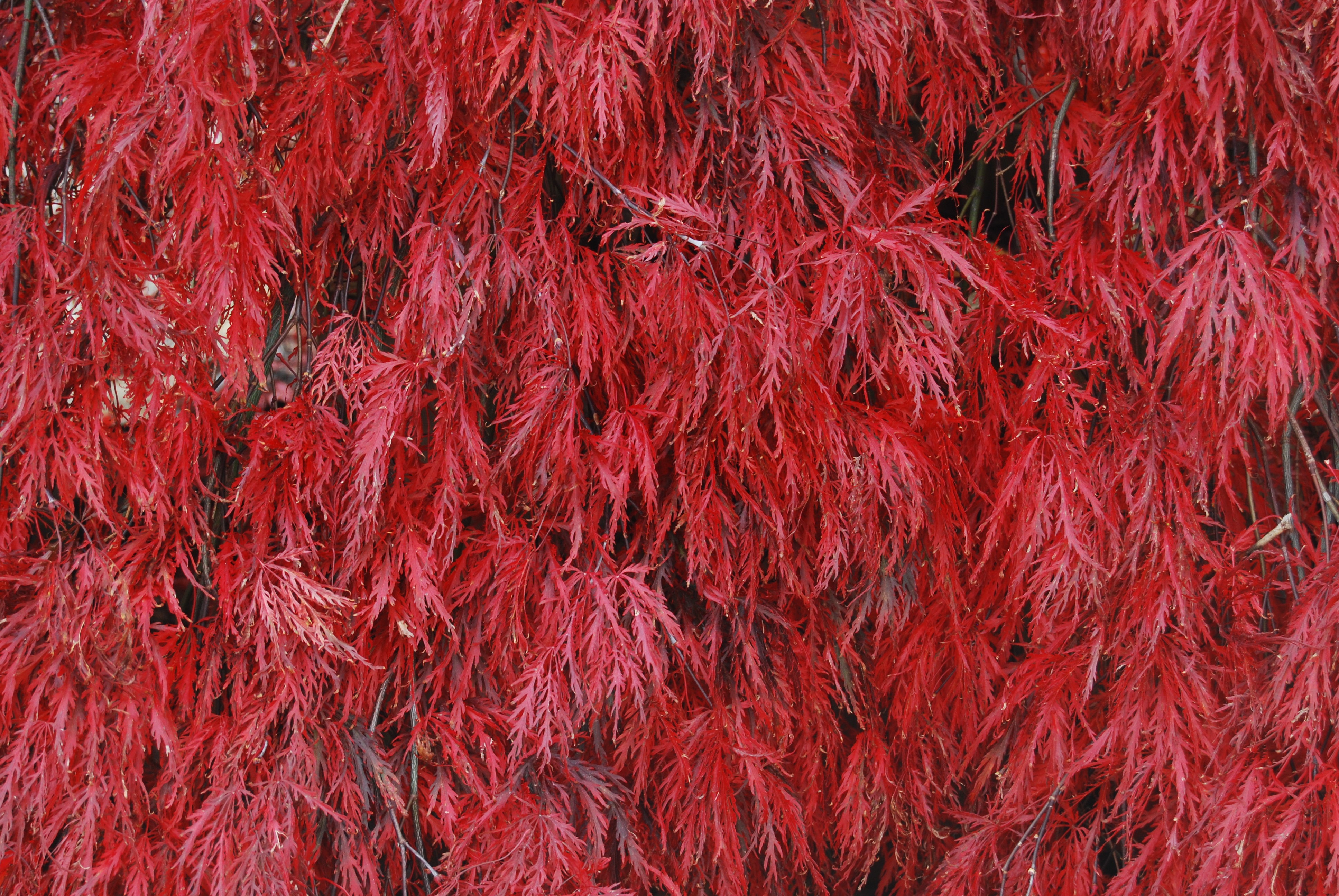 large group of objects, close-up, full frame, high angle view, no people, bright, freshness, outdoors, still life, abundance, red chili pepper, wool, day, HD Wallpaper