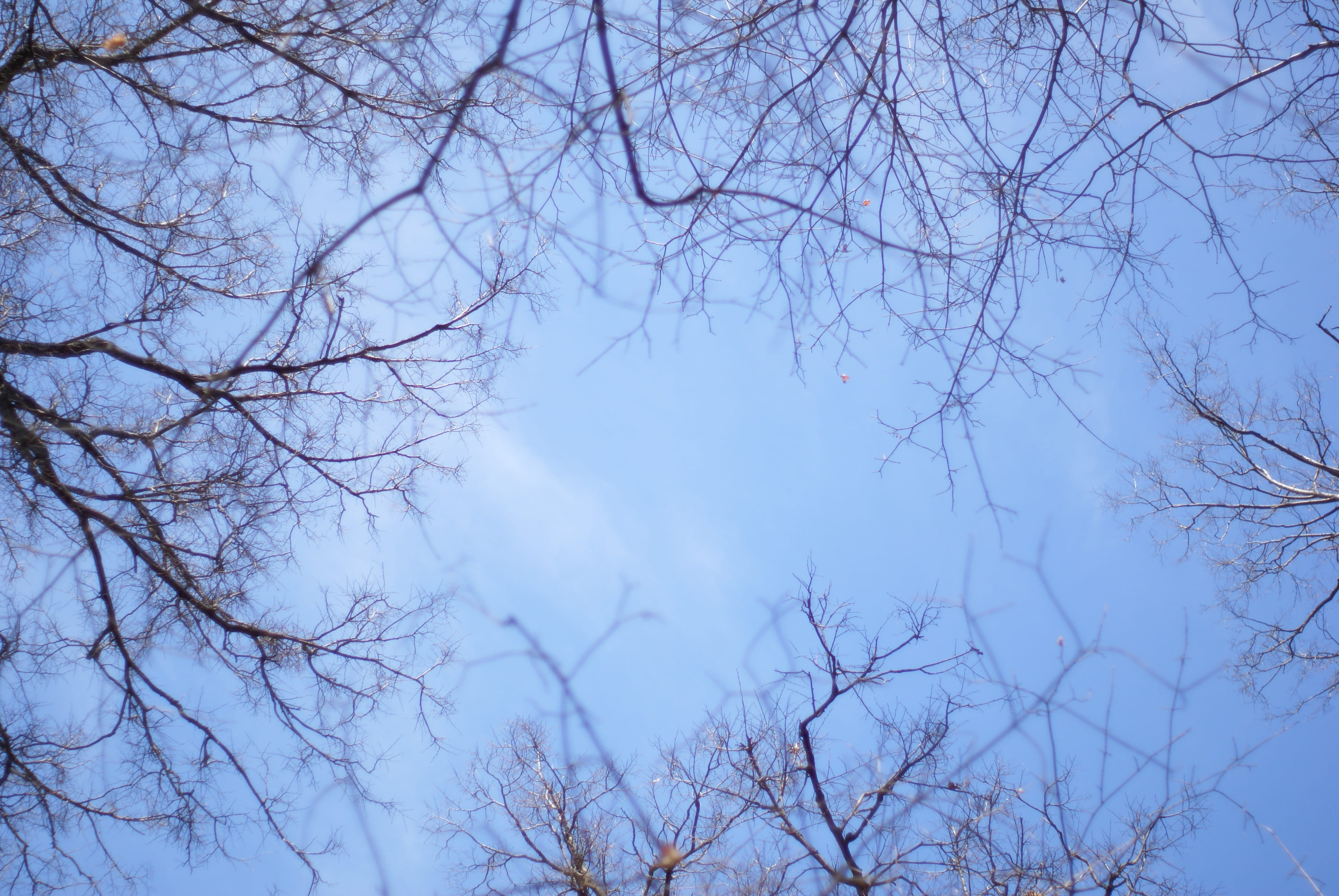 russia, blossom, warm, spring, silhouette, moskva, outdoors, winter, 4K, branch, day, bloom, tranquility, season, scenics - nature, danwhale, sun, plant, HD Wallpaper