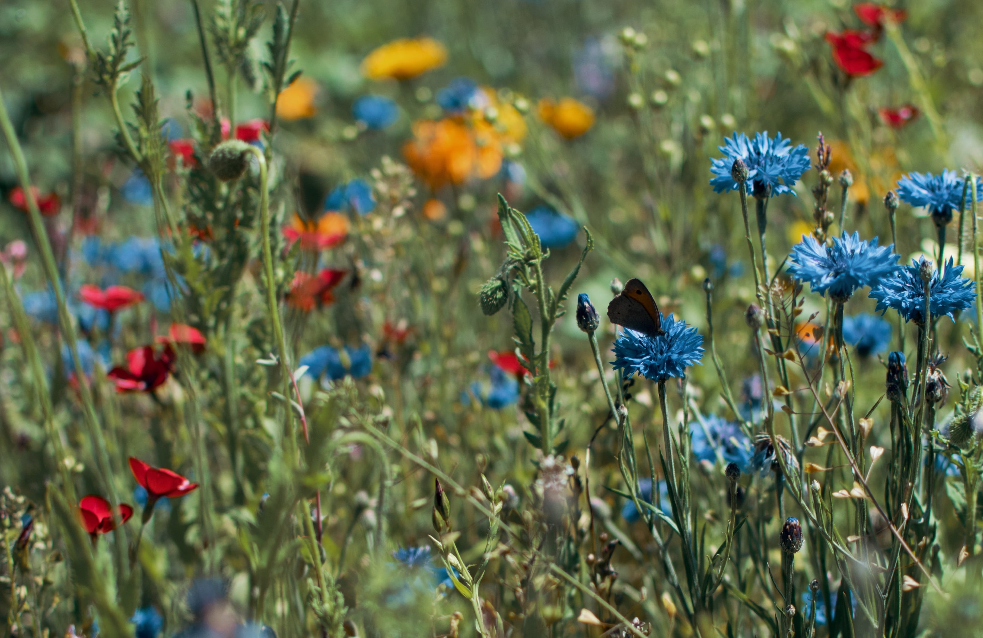 animals in the wild, blue, growth, close-up, flower, green, invertebrate, nature, flower head, no people, insect, flowering plant, yellow, field, background, HD Wallpaper