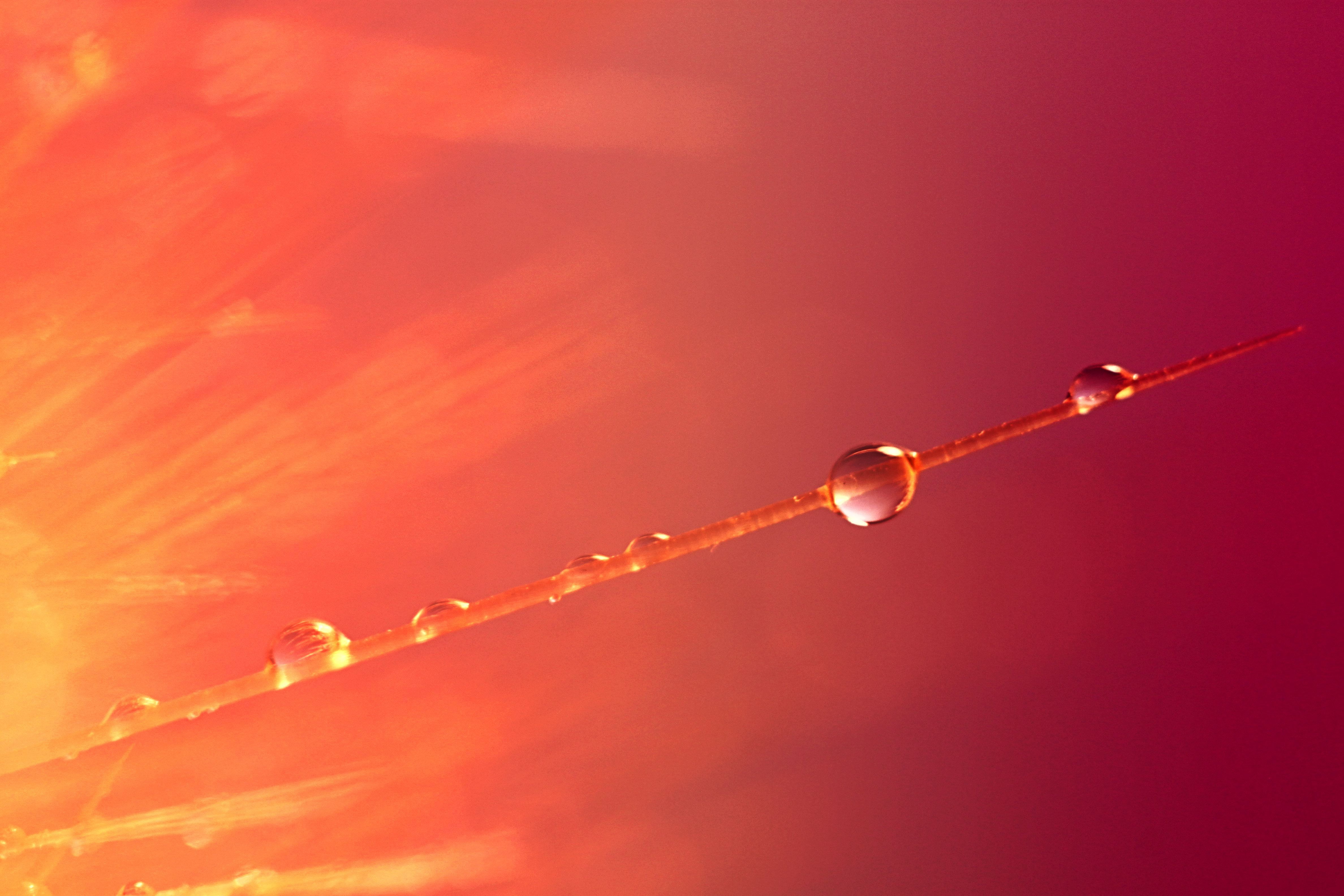 PINK  WATER, water, nature, sunlight, Point of Origin, sky, WARM  COLOURS, DROPS, CATUS, MACRO, dew, SCOTLAND, 4K, WATER  DROP, HSS, HD Wallpaper
