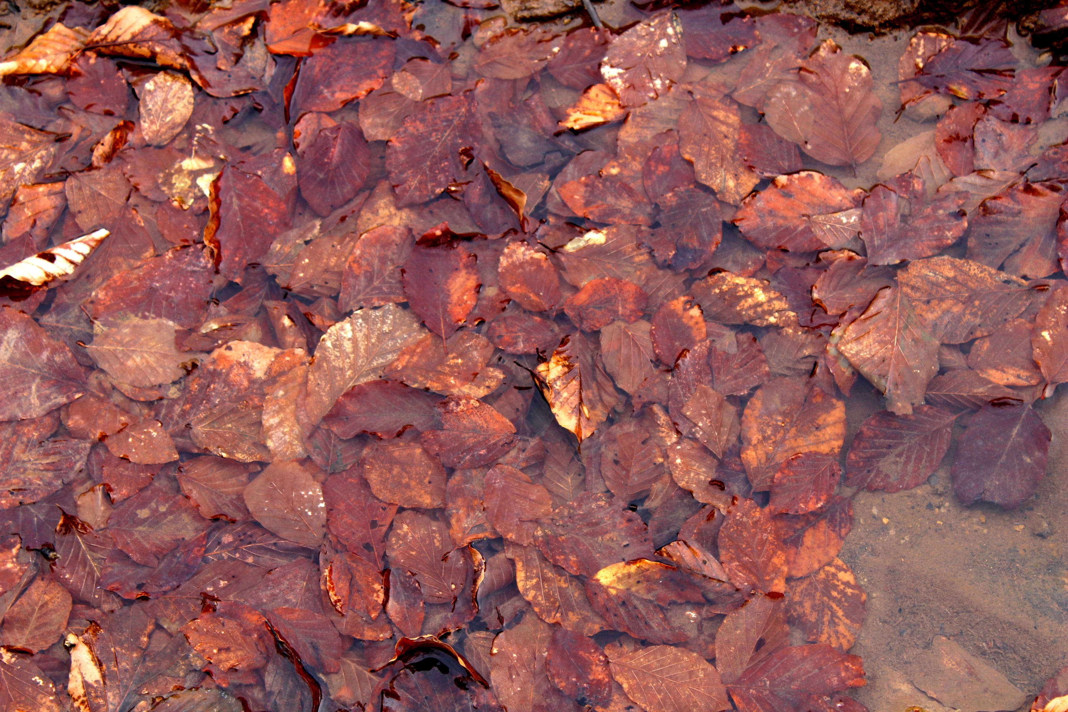 warm, beauty in nature, close-up, autumn leaves, textured, outdoors, colored leaves, nature, leaves, red leaves, fall, plant part, dry, woods, brown, day, HD Wallpaper