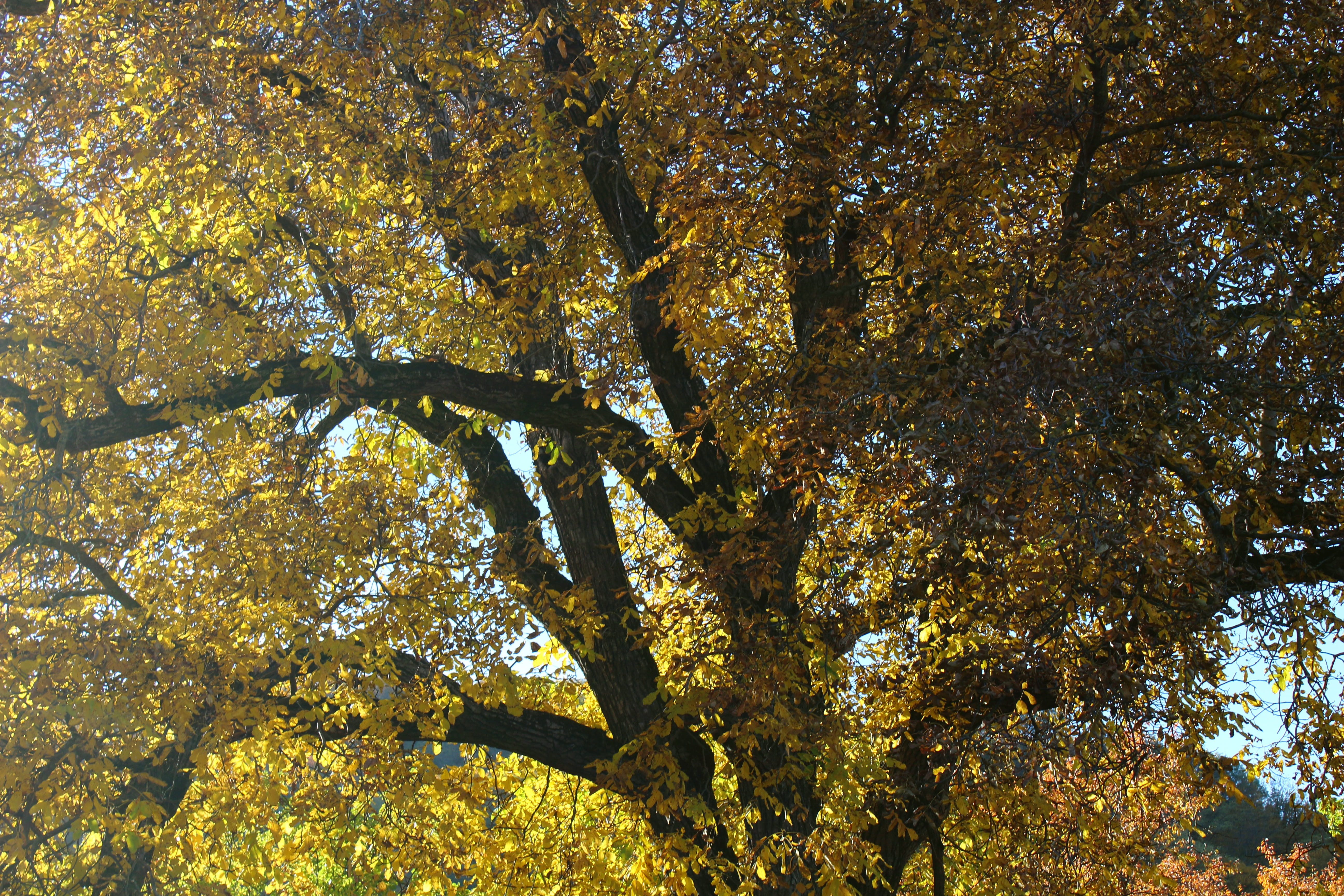 autumn collection, autumn leaves, autumn, colored leaves, 5K, sunlight, mood, fall, full frame, beauty in nature, branch, low angle view, no people, walnut leaves, HD Wallpaper