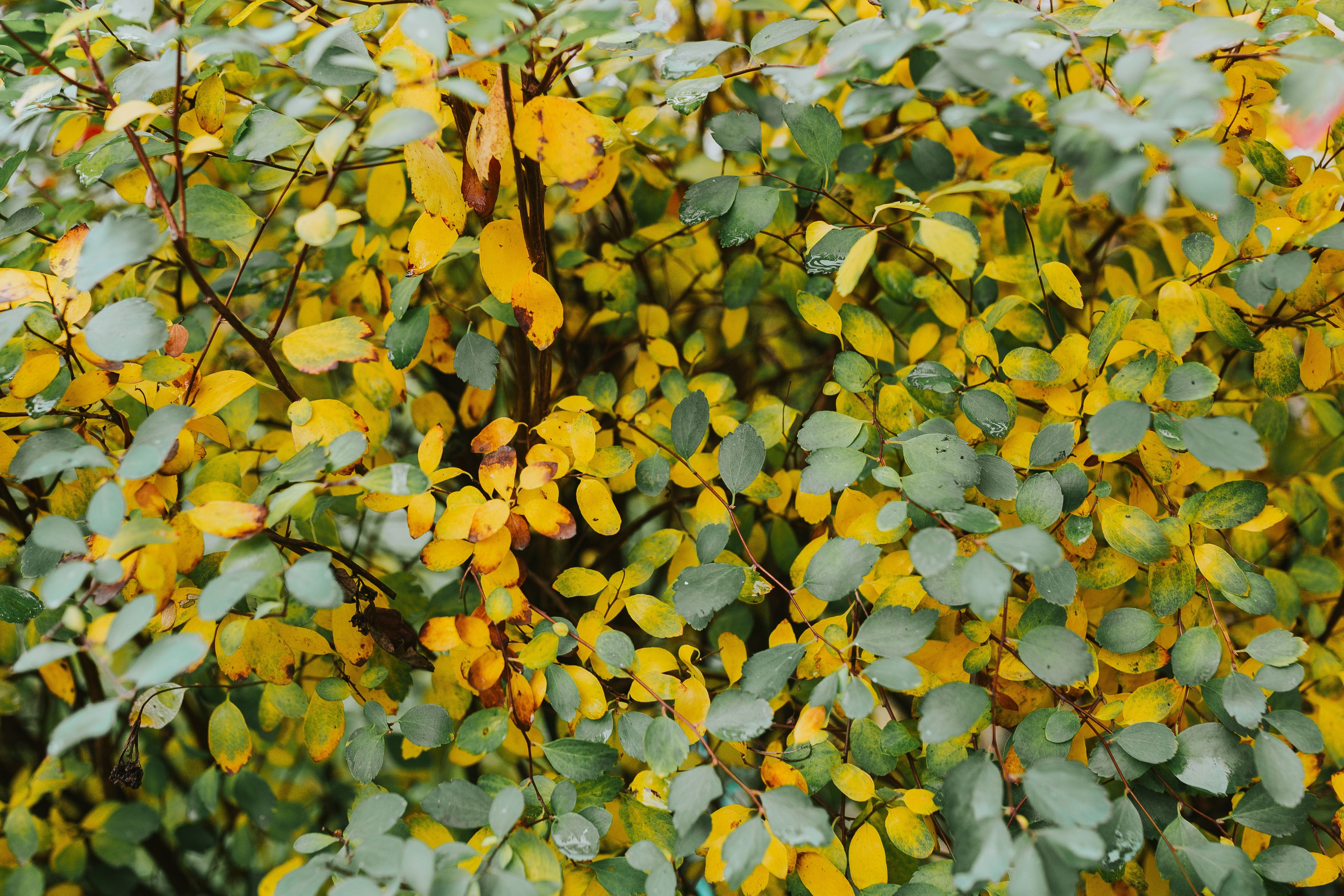 flower, backgrounds, vulnerability, green, Yellow, brown, season, fragility, close-up, 4K, full frame, no people, background, day, leaves, flowering plant, HD Wallpaper