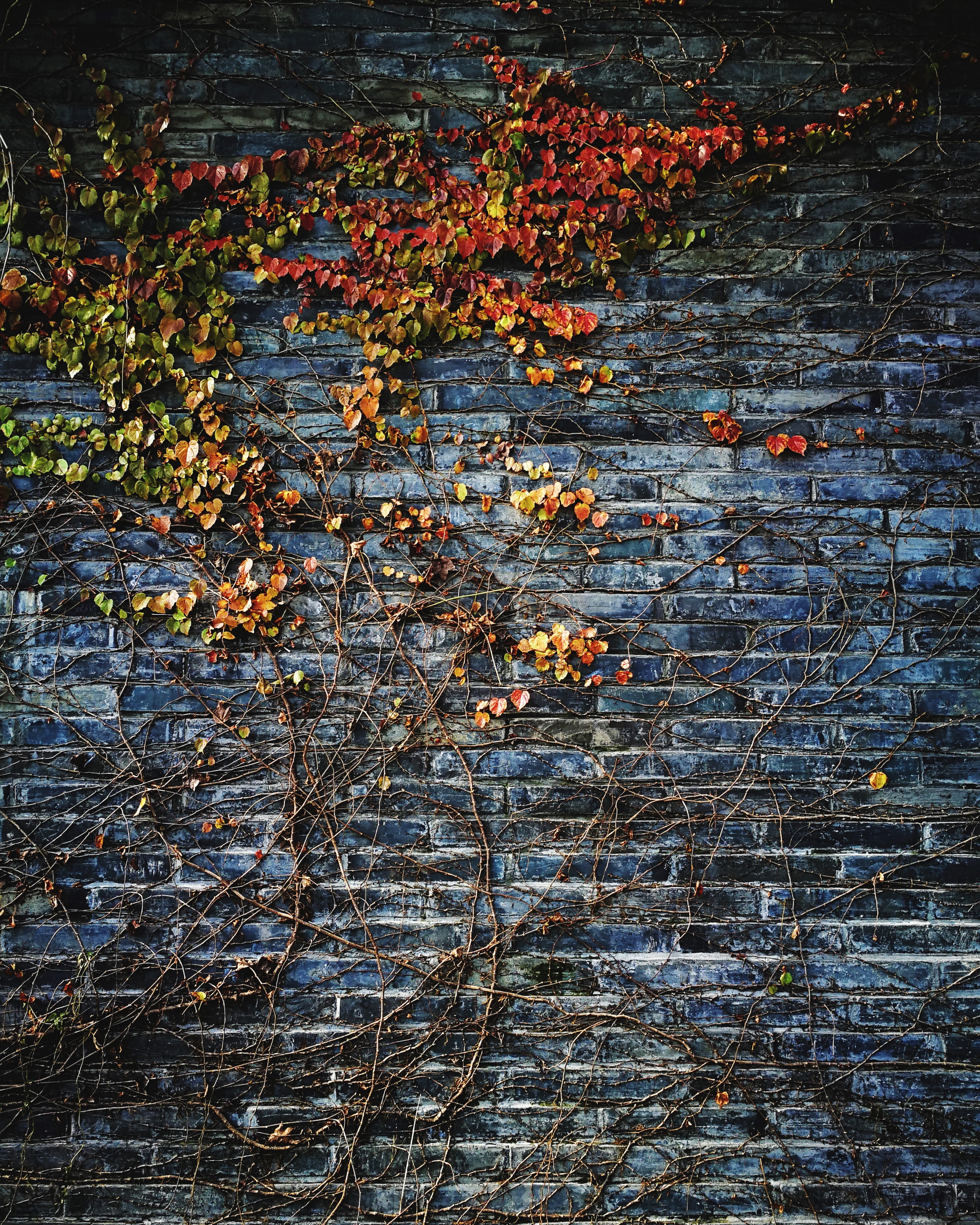 lake, beauty in nature, autumn, plant, outdoors, bricks, public domain, branch, Wall, leaf, day, 2K, no people, abstract, nature, high angle view, water, Phone HD Wallpaper