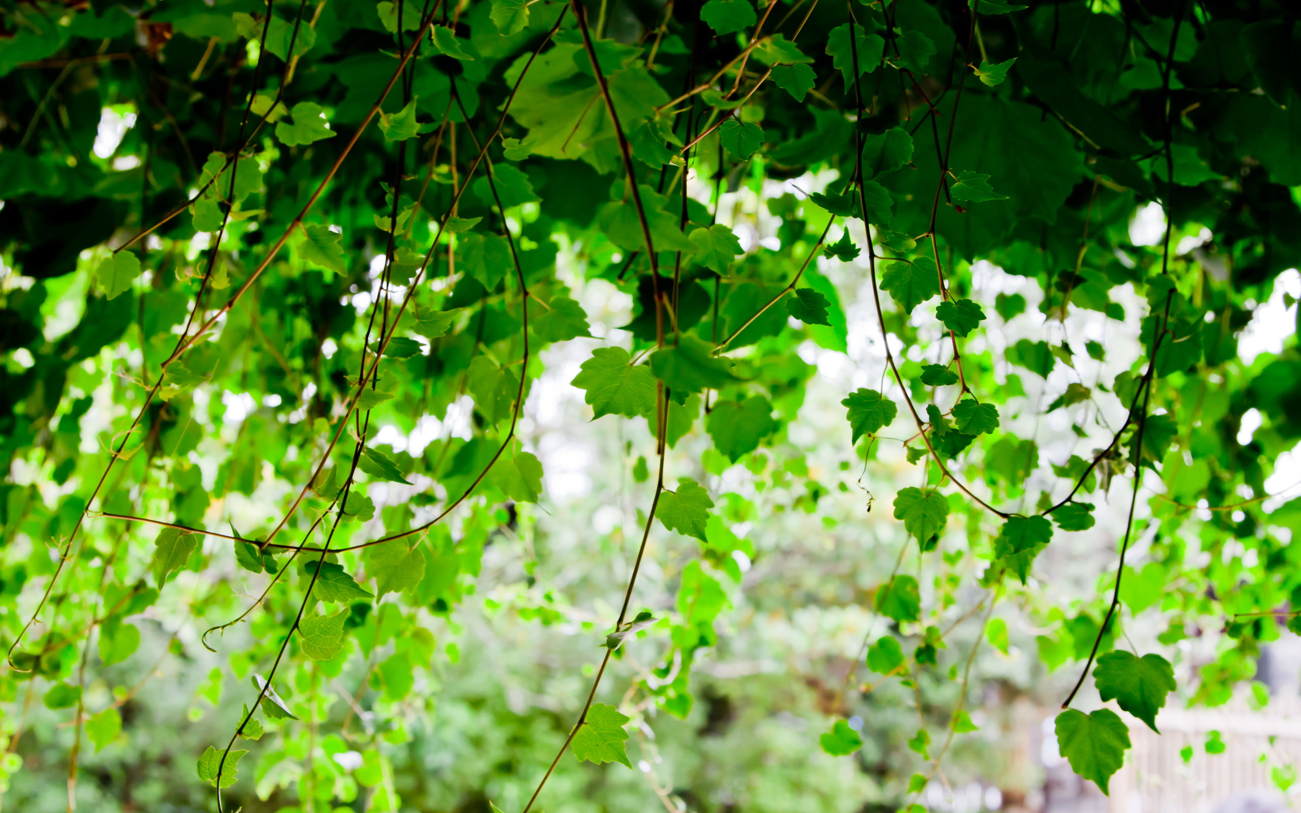 2K, nature, green, leaves, hd, leaf, vine, HD Wallpaper