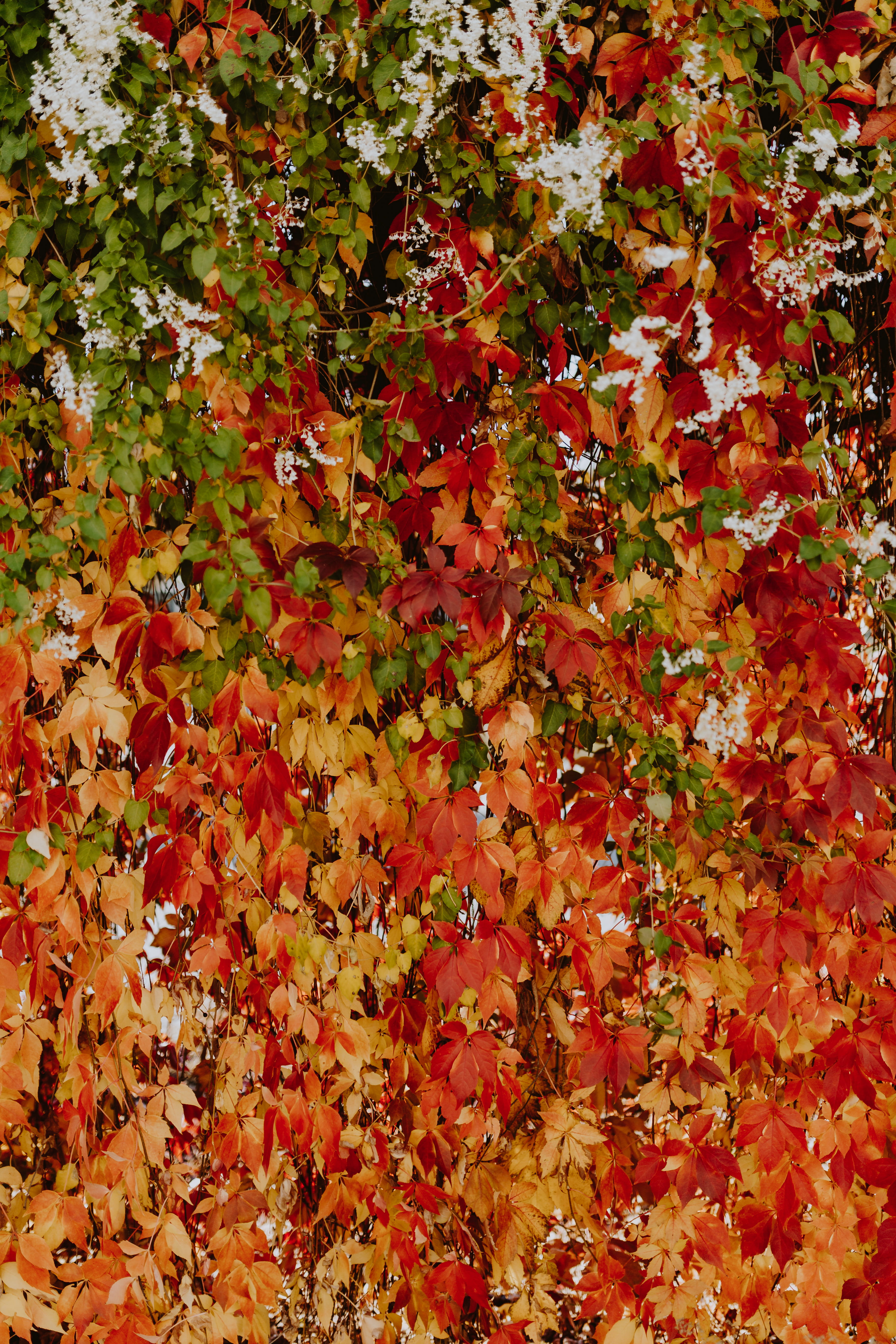 no people, change, plant, autumn, full frame, vulnerability, outdoors, 5K, autumn collection, plant part, vines, red, leaf, orange color, natural condition, Phone HD Wallpaper