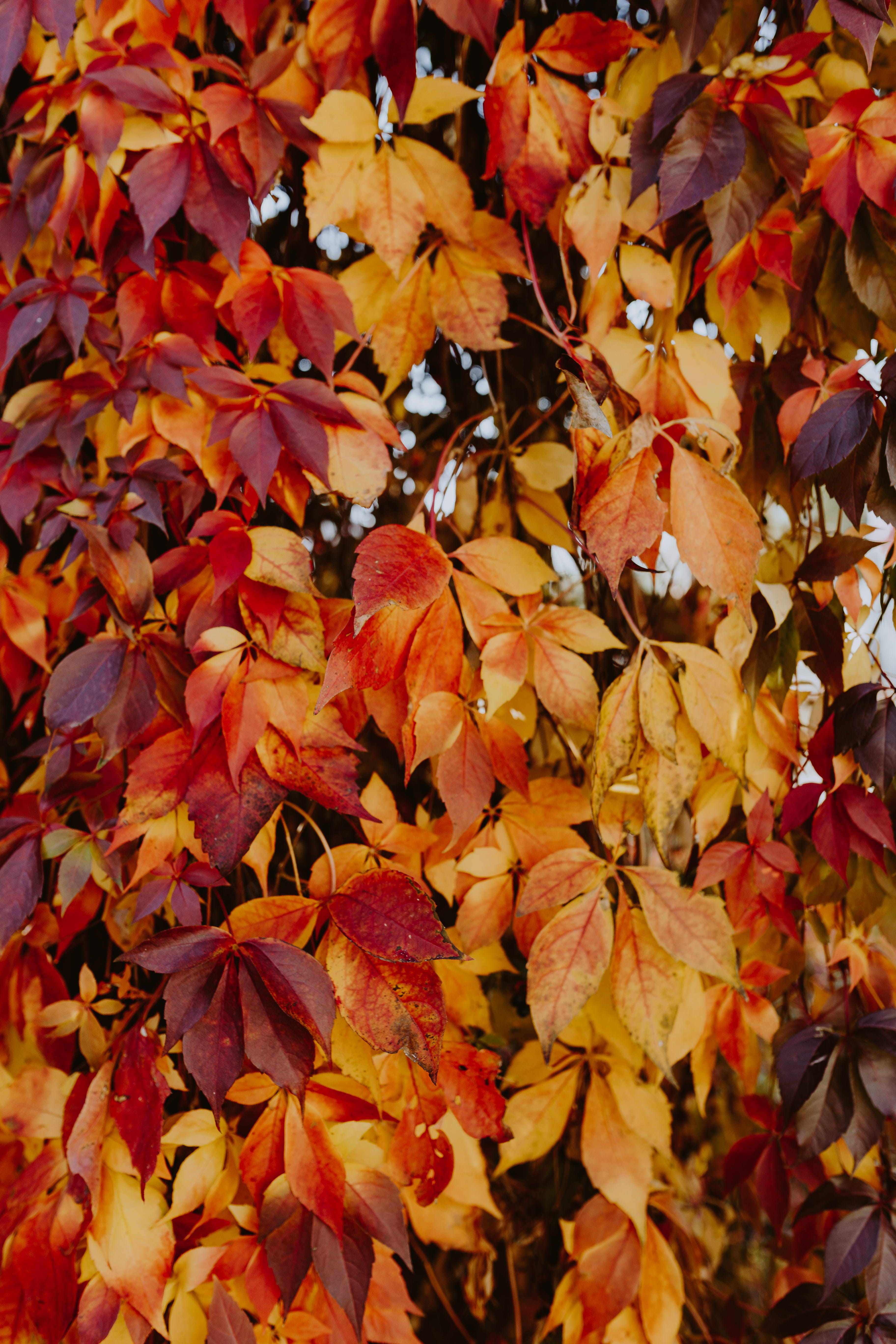 day, change, nature, plant part, vines, outdoors, plant, yellow, no people, leaf, fragility, autumn collection, orange color, full frame, park, backgrounds, Phone HD Wallpaper
