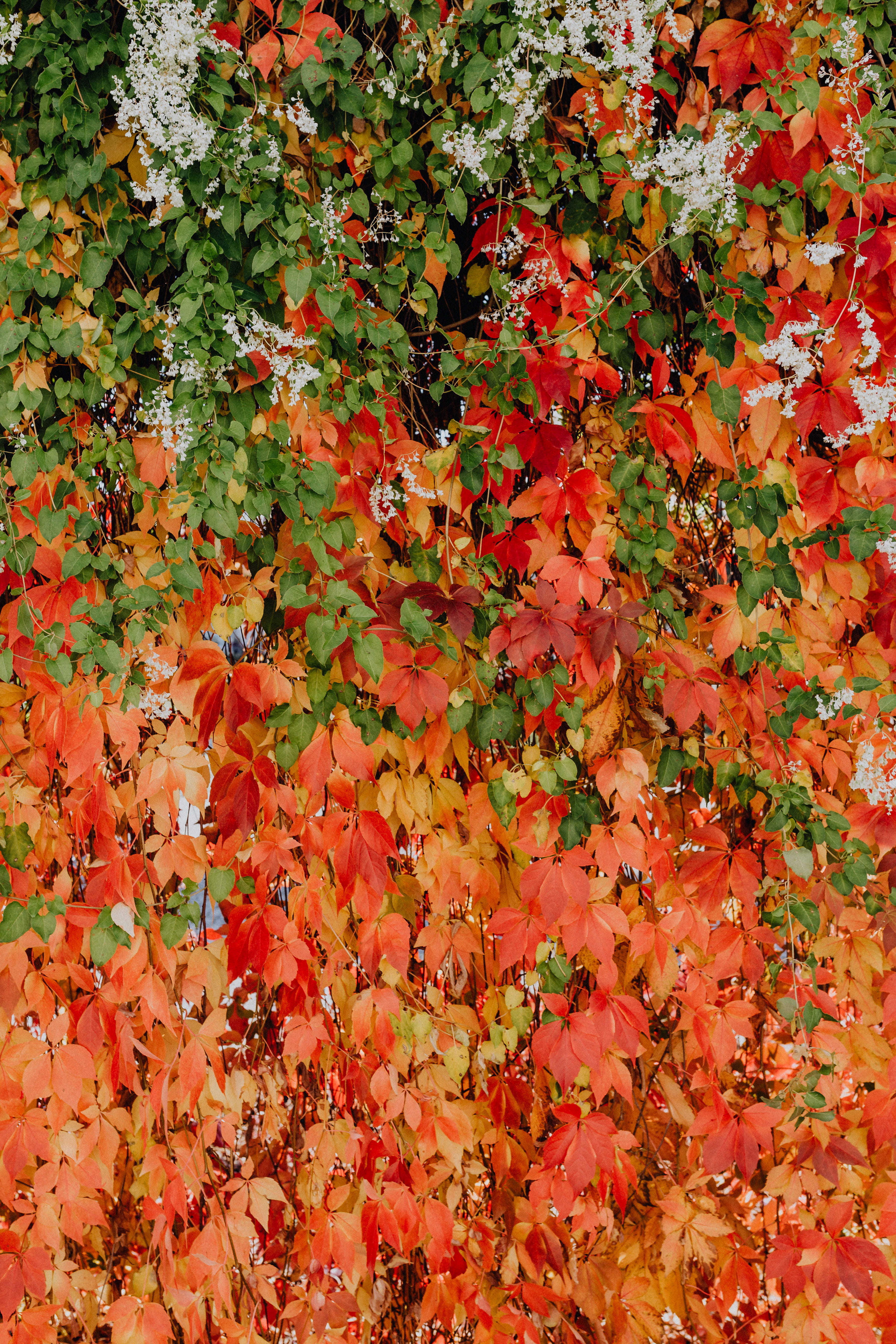 vulnerability, orange color, backgrounds, abundance, leaves, 5K, natural condition, autumn, red, full frame, close-up, vines, colorful, day, outdoors, Phone HD Wallpaper