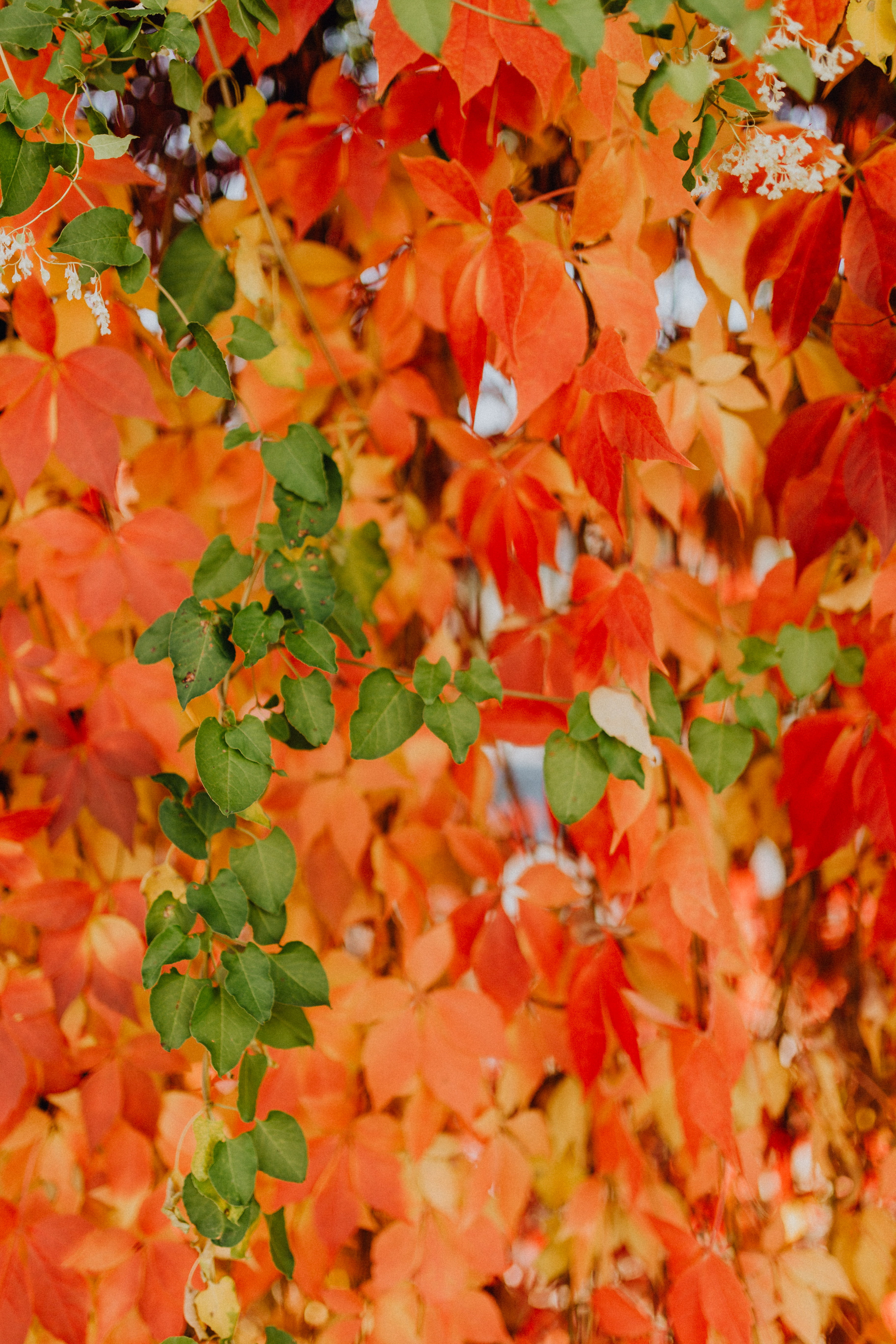 nature, leaves, autumn, no people, outdoors, full frame, tree, close-up, plant, change, beauty in nature, natural condition, red, colorful, food, freshness, Phone HD Wallpaper