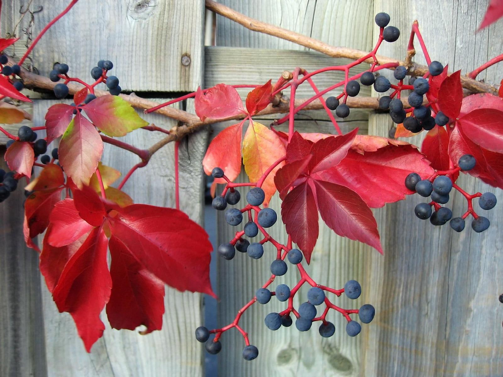 fall, 720P, fence, autumn, berries, leaves, vines, branches, HD Wallpaper