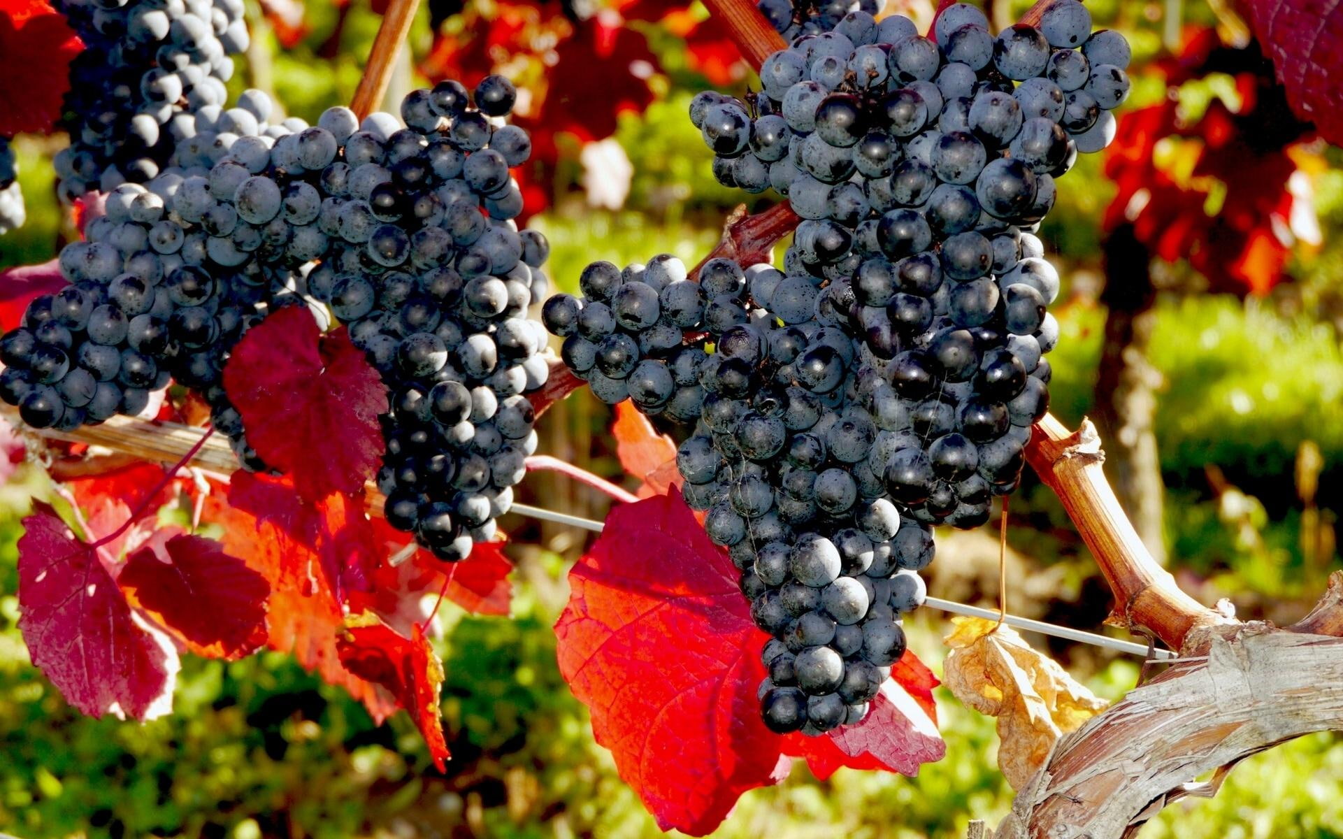 bunch, colors, fall, fruits, autumn, grapes, leaves, dark, blueberries, 1080P, HD Wallpaper