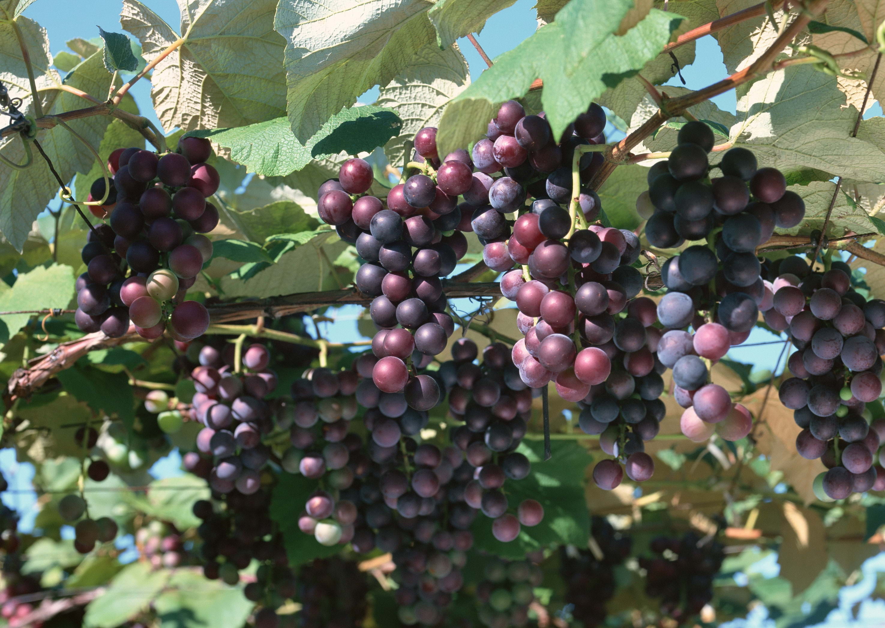 healthy eating, black, bunch, freshness, growth, winemaking, plantation, small, crop, leaf, season, green Color, agriculture, no People, grape, day, tree, HD Wallpaper