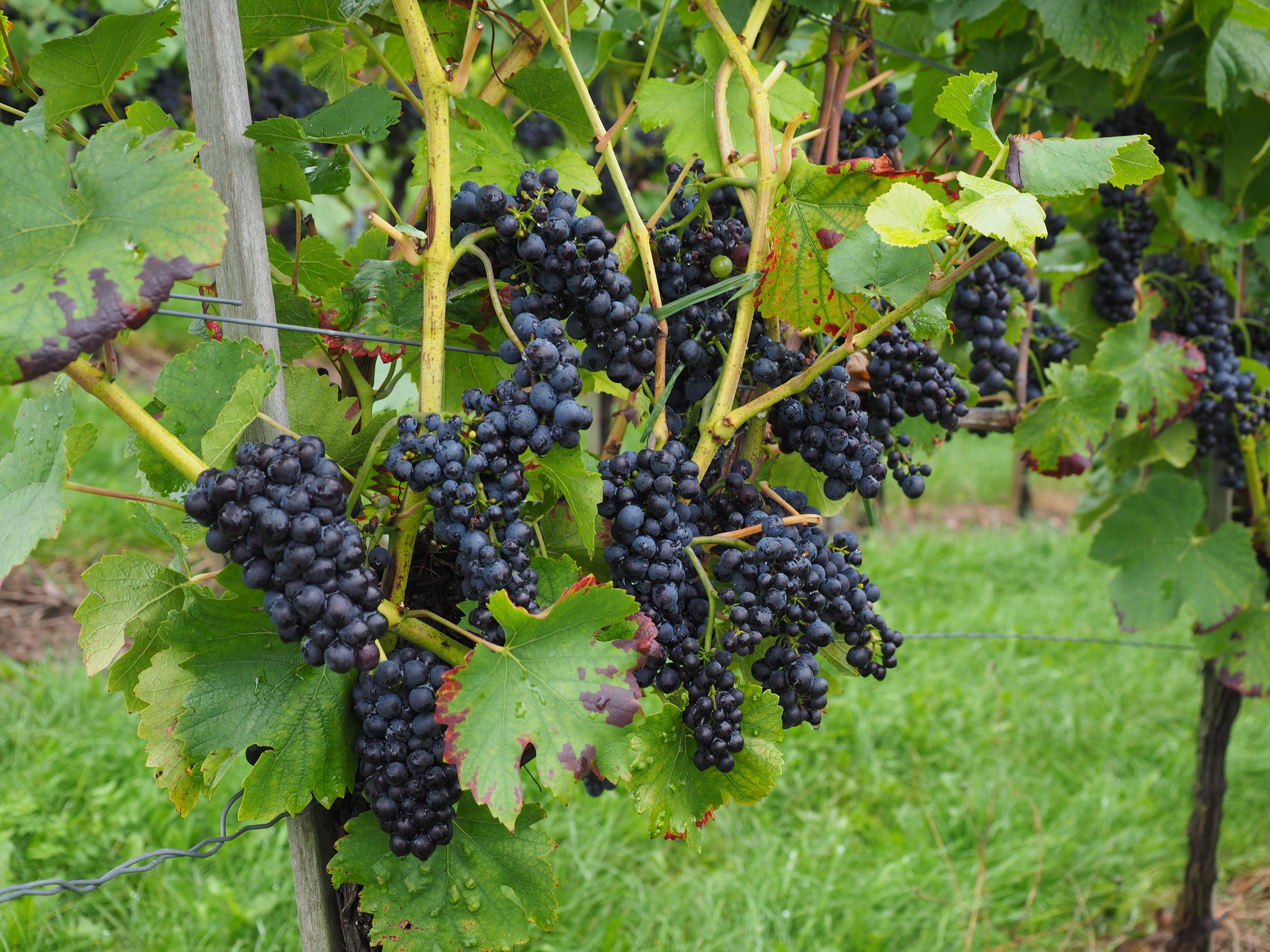 pods, vines, grape, field, crop, agriculture, climber, leaf, summer, rural Scene, berries, bunch, land, 4K, farm, blue, varietal, winery, outdoors, nature, HD Wallpaper
