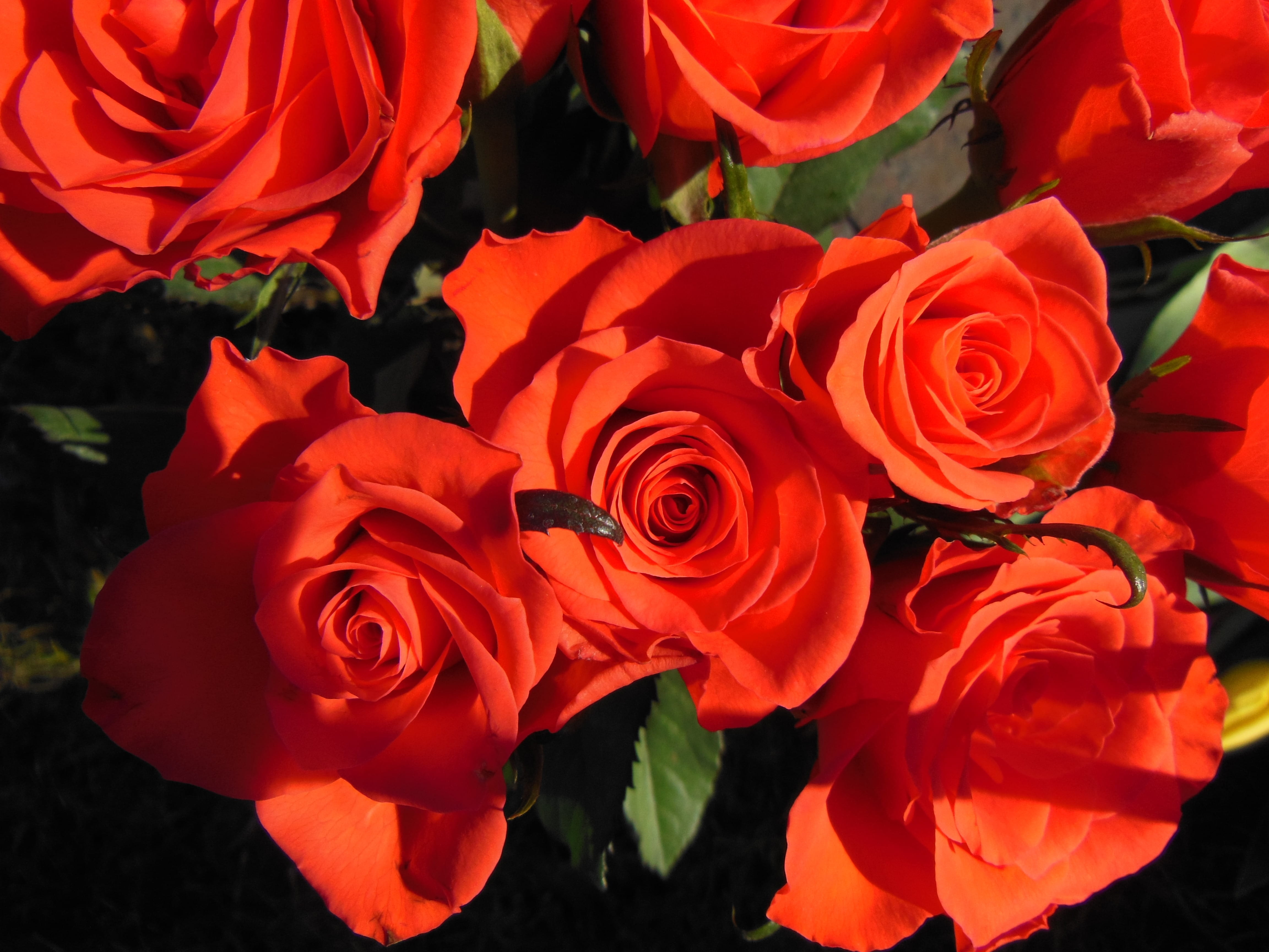 valentines day - holiday, background, flowering plant, bunch of flowers, flower arrangement, growth, rose, warm colours, beautiful, green, warm, outdoors, HD Wallpaper