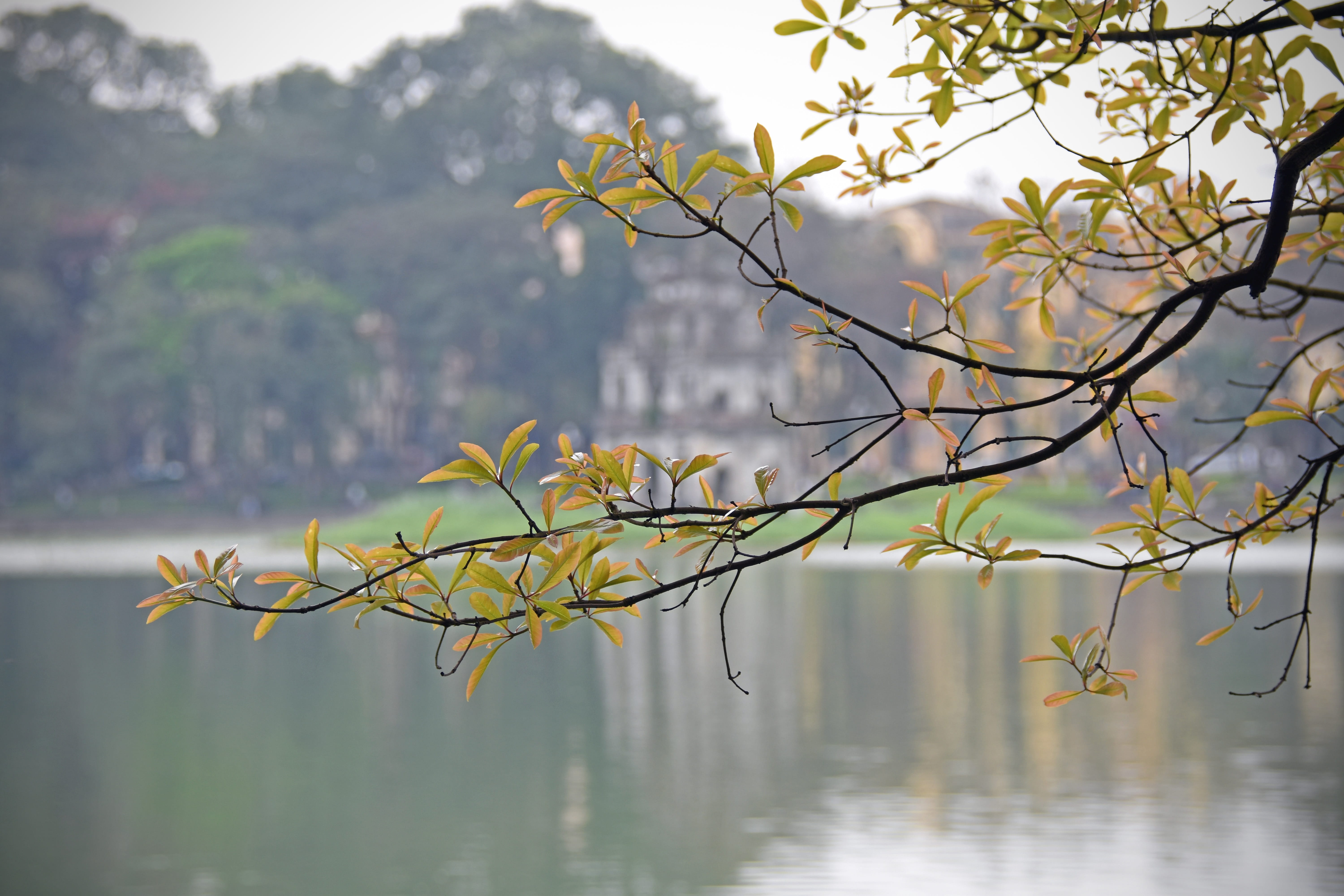 loc vung, plant, tree, turtle tower, fog, water, carved leaves, no people, nice, reflection, beauty in nature, outdoor, glitter, growth, waterfront, tranquility, HD Wallpaper