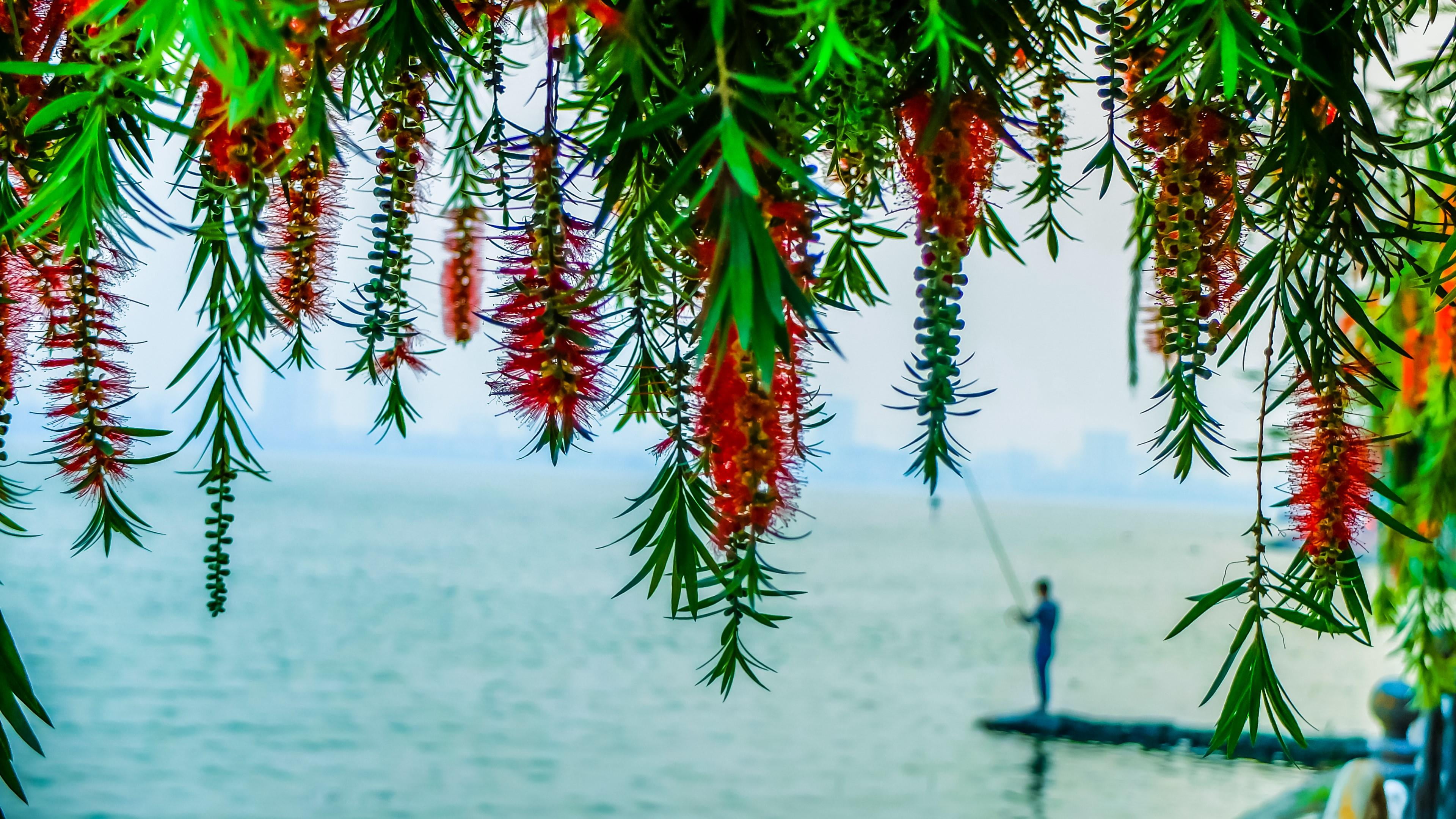 nature, photography, hanging, water, plant, no people, 4K, ha noi, beautiful, green color, tranquility, tree, vietnam, beauty in nature, lake, plant part, HD Wallpaper