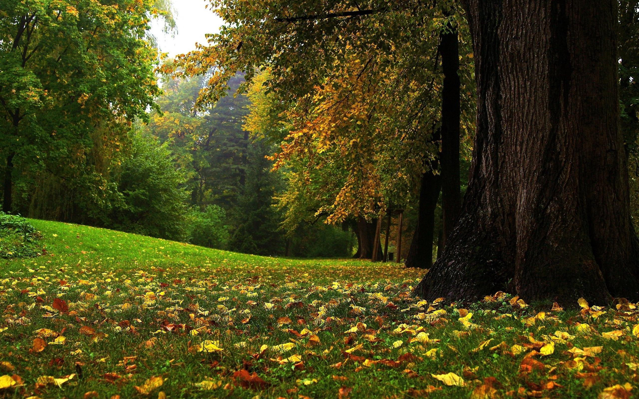 nature, glade, 2K, autumn, forest, HD Wallpaper