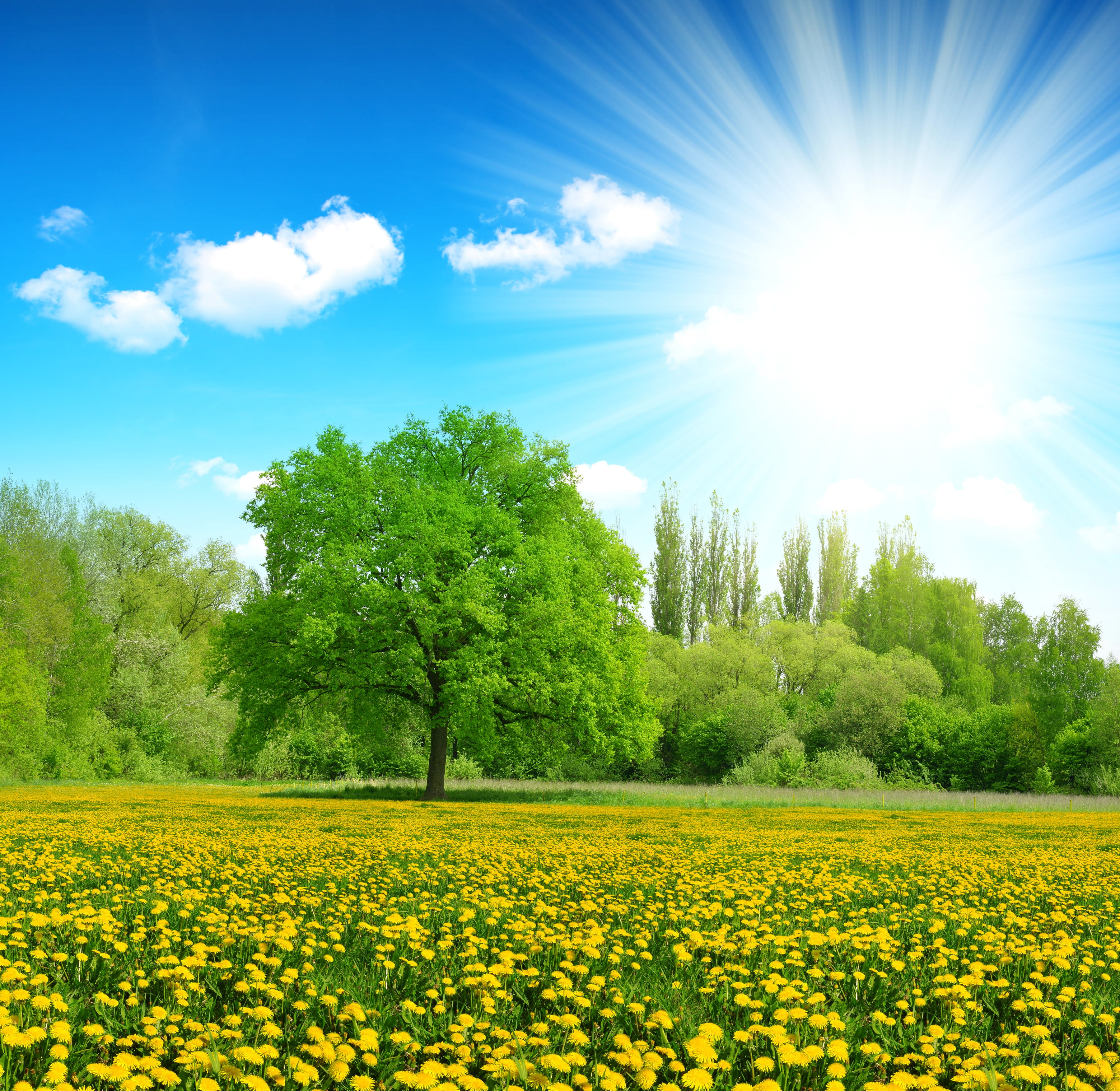 forest, day, sun, idyllic, meadow, dandelions, tree, field, trees, leaf, sunlight, tranquil Scene, the sun, flowers, park - Man Made Space, rural Scene, HD Wallpaper