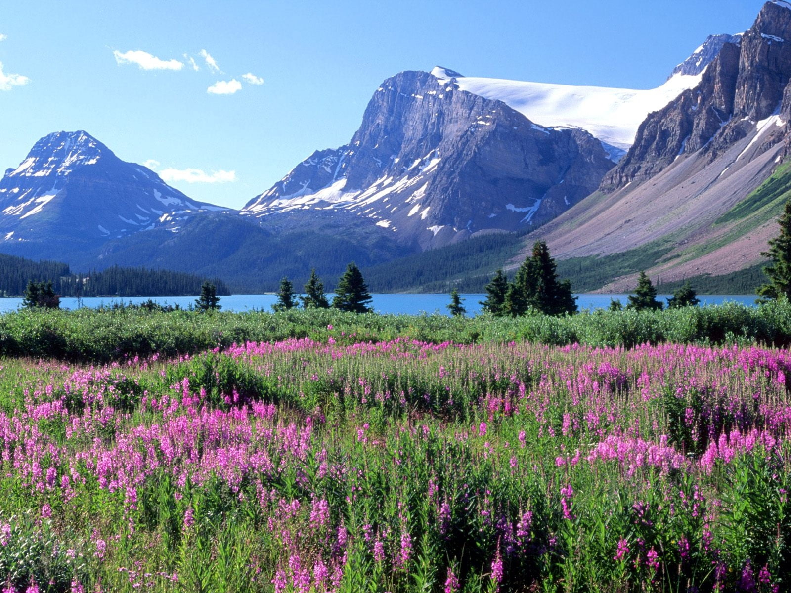 travel, rural Scene, hill, trees, summer, petaled, day, landscape, lupine, wildflower, canada, idyllic, mountains, mountain Peak, purple, non-urban scene, HD Wallpaper