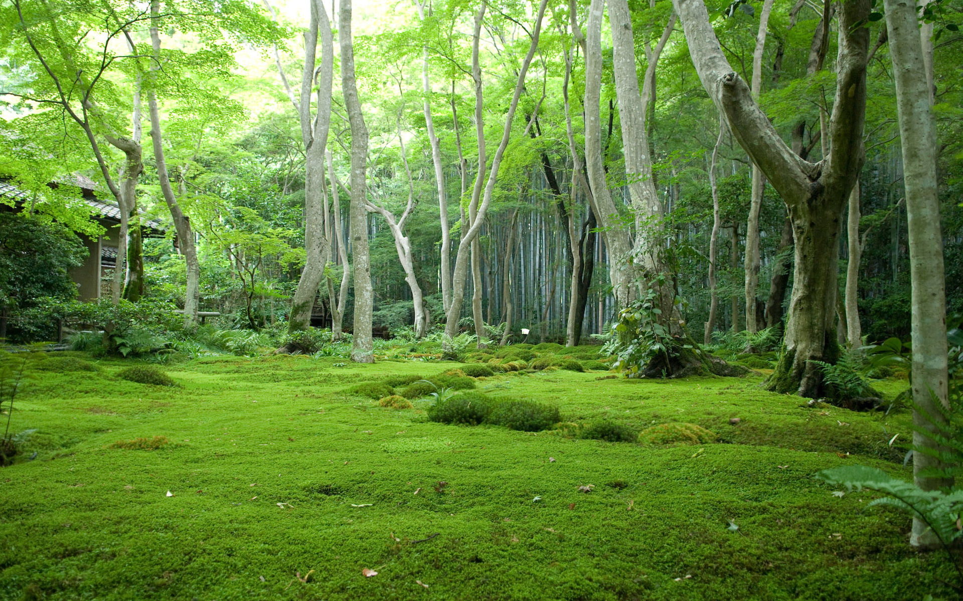 branch, springtime, 1080P, day, no People, fog, beauty In Nature, land, green, summer, trees, moss, leafed, plant, sunlight, grass, Japan, green Color, HD Wallpaper