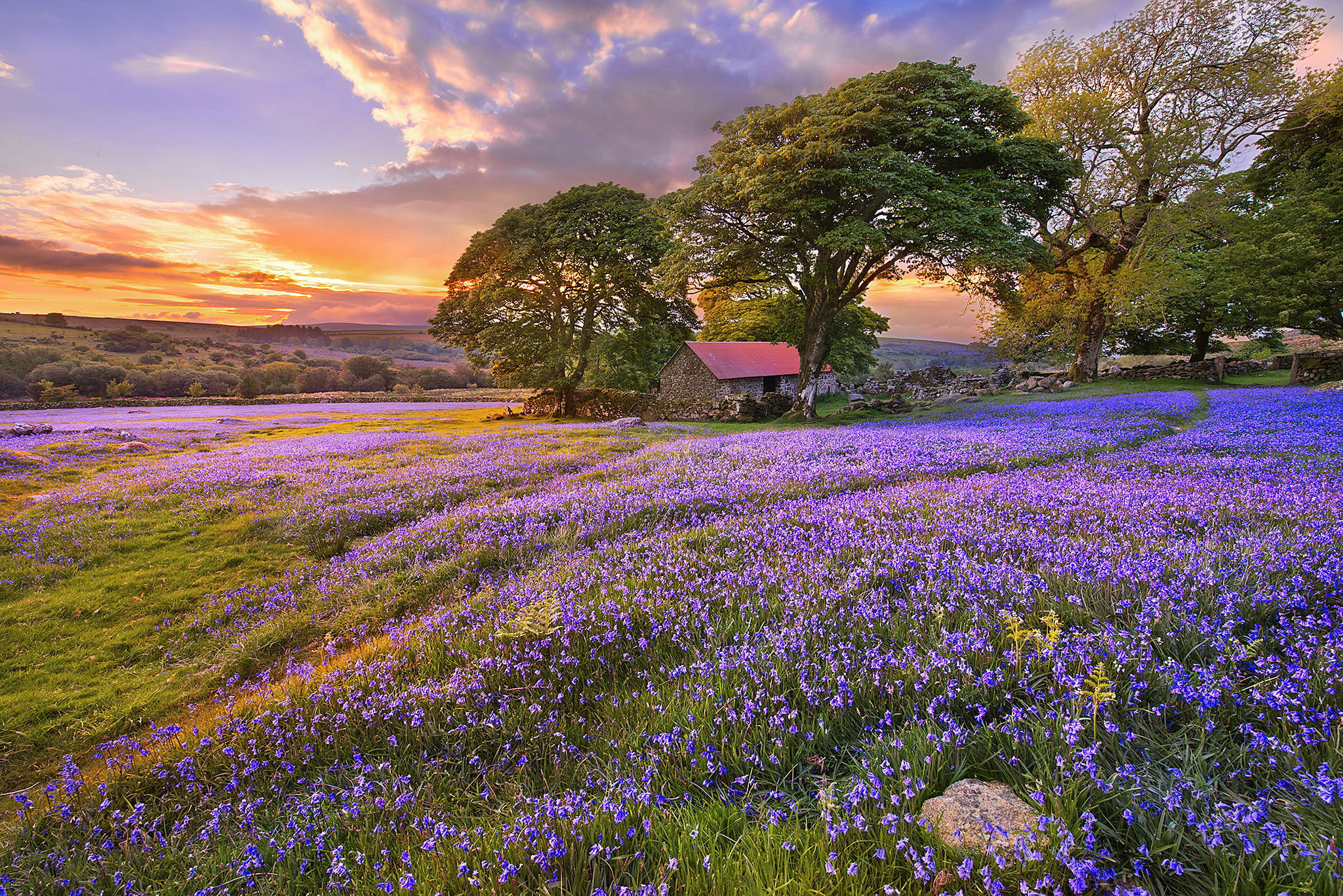 travel, flowerbed, land, flower Head, sunlight, scenics - nature, dusk, beauty In Nature, tree, hill, sunrise - Dawn, 1080P, agriculture, grass, purple, HD Wallpaper