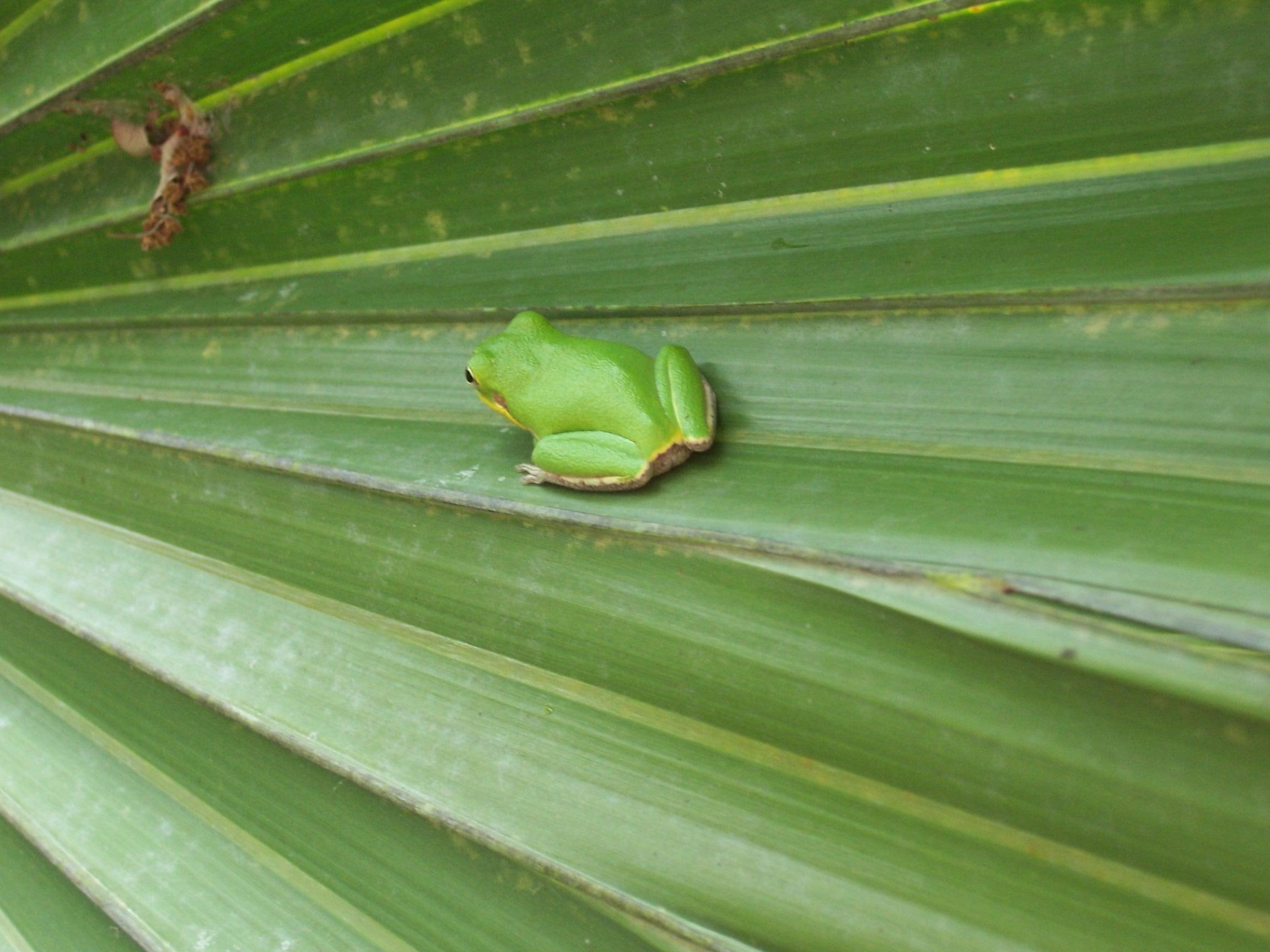 animals, nature, palm frond, cute, everglades, amphibian, green, 1080P, frog, small, glades, HD Wallpaper