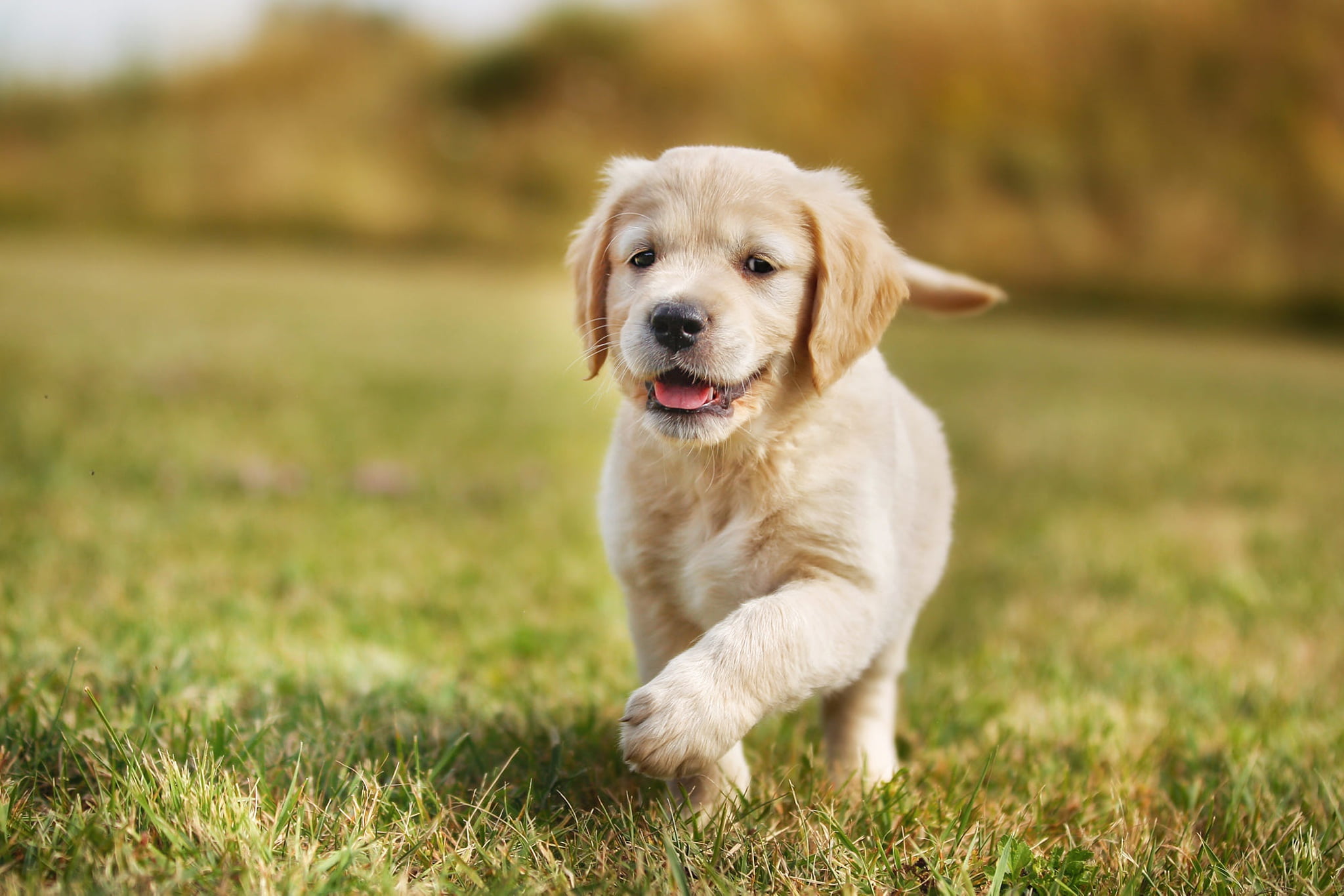 running, summer, glade, Retriever, joy, grass, baby, puppy, dog, 1080P, walk, background, HD Wallpaper