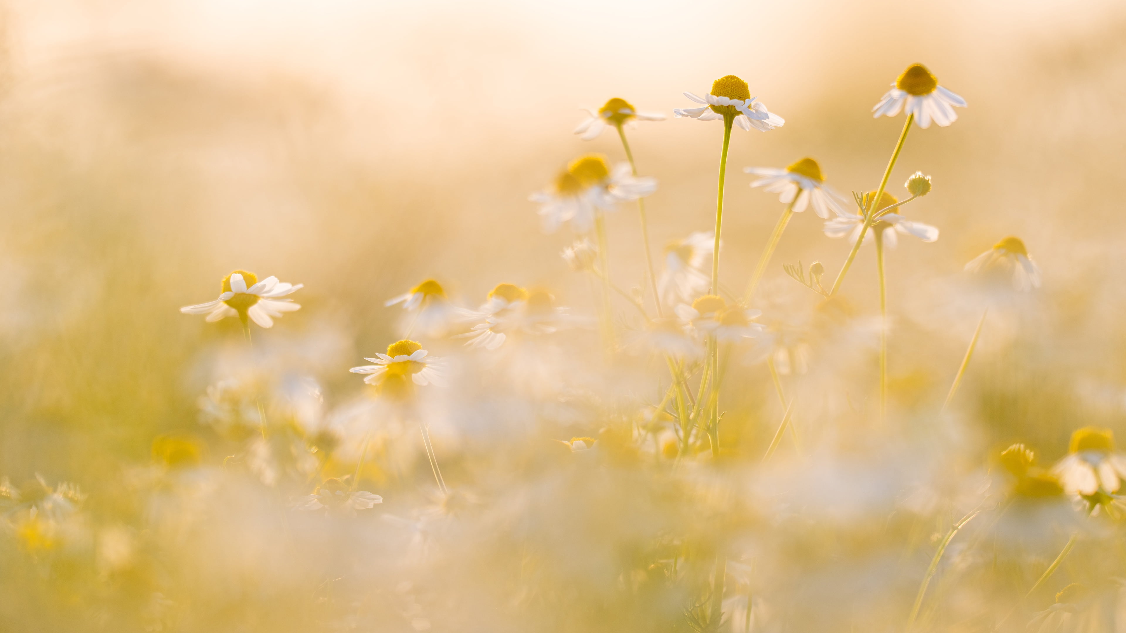 bokeh, yellow background, white, blur, summer, glade, 4K, flowers, mood, chamomile, HD Wallpaper
