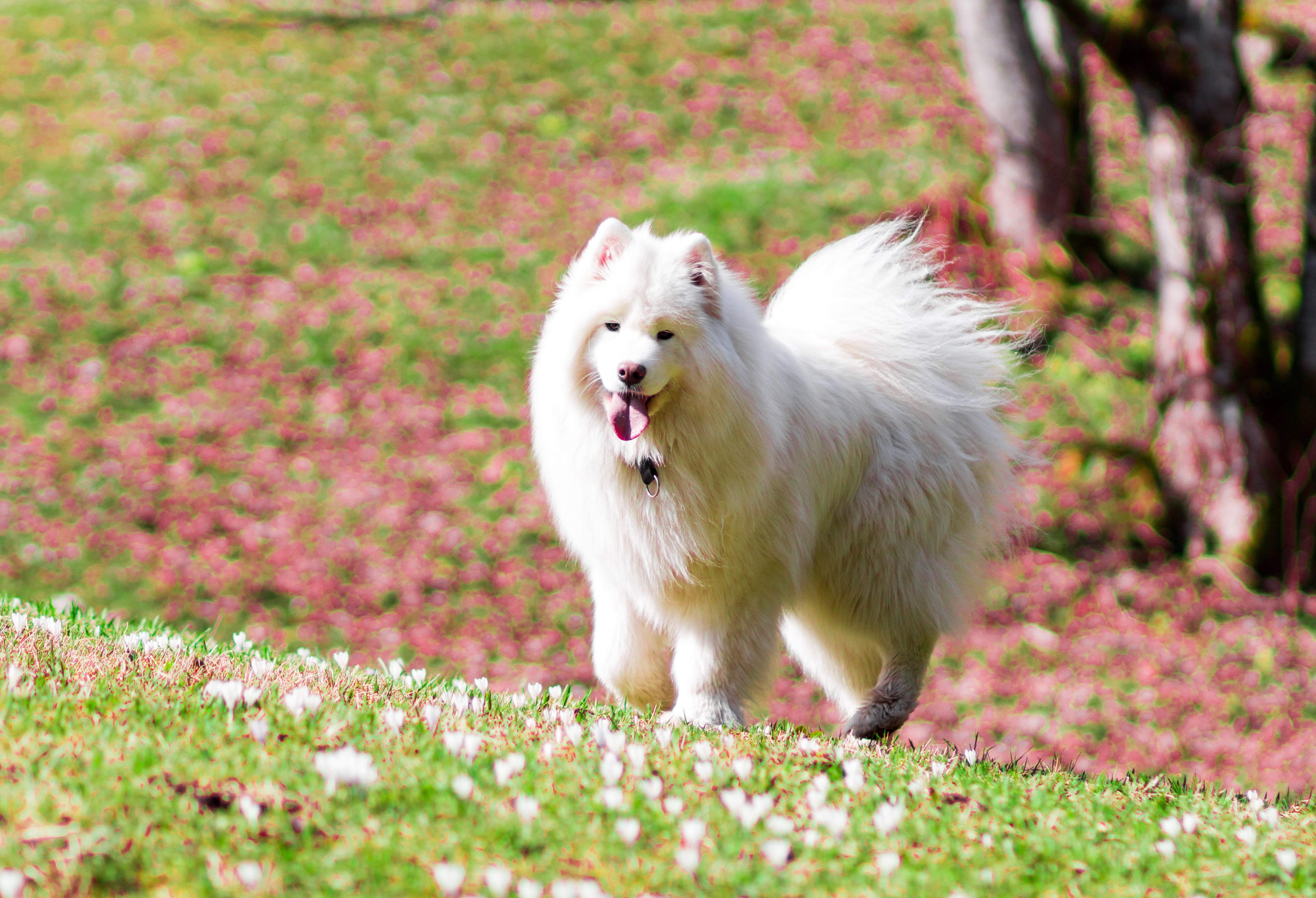 crocuses, nature, 4K, Samoyed, flowers, dog, glade, spring, light, HD Wallpaper