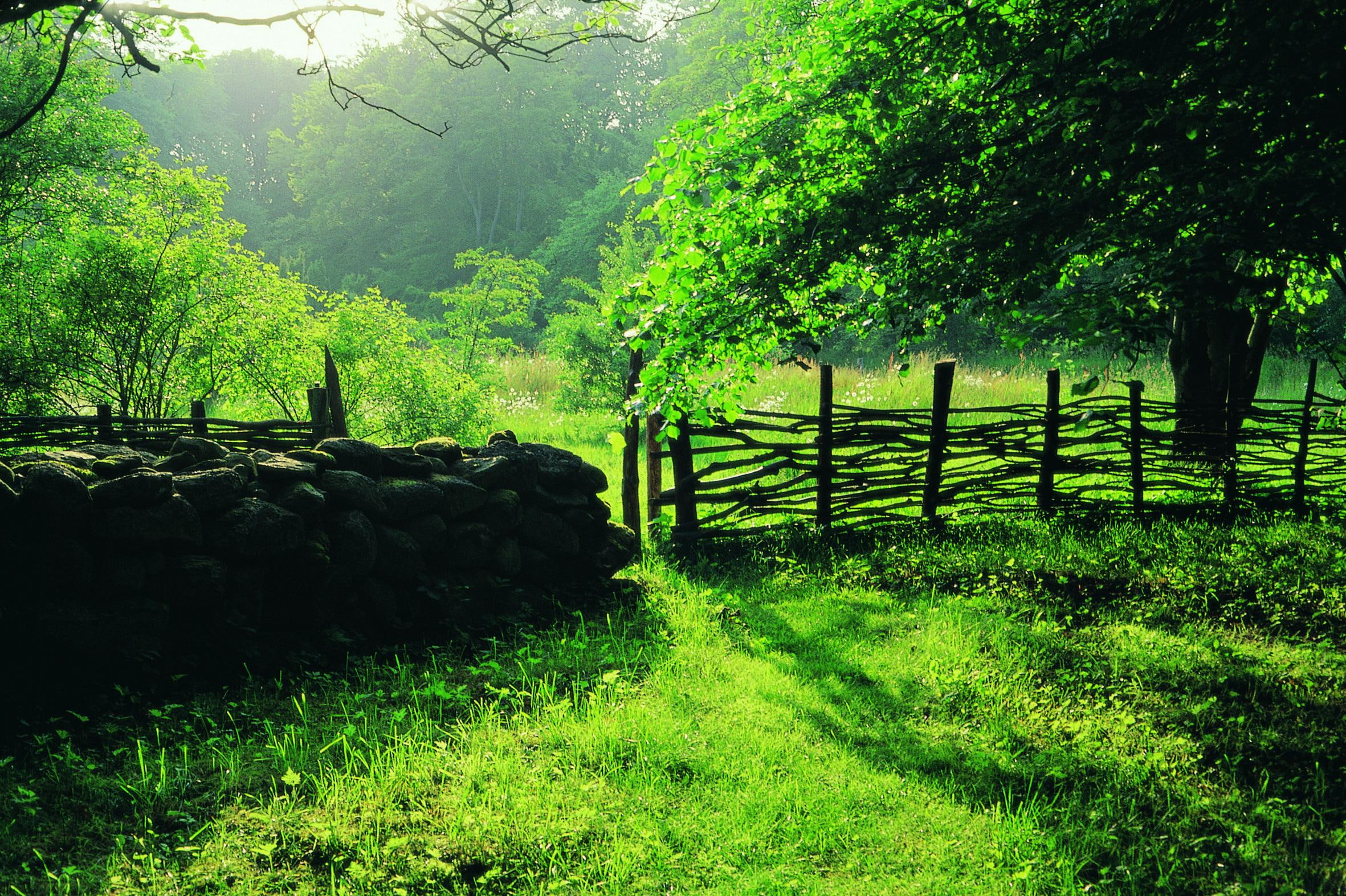 grass, nature and landscapes, 1080P, trees, glade, fens, HD Wallpaper