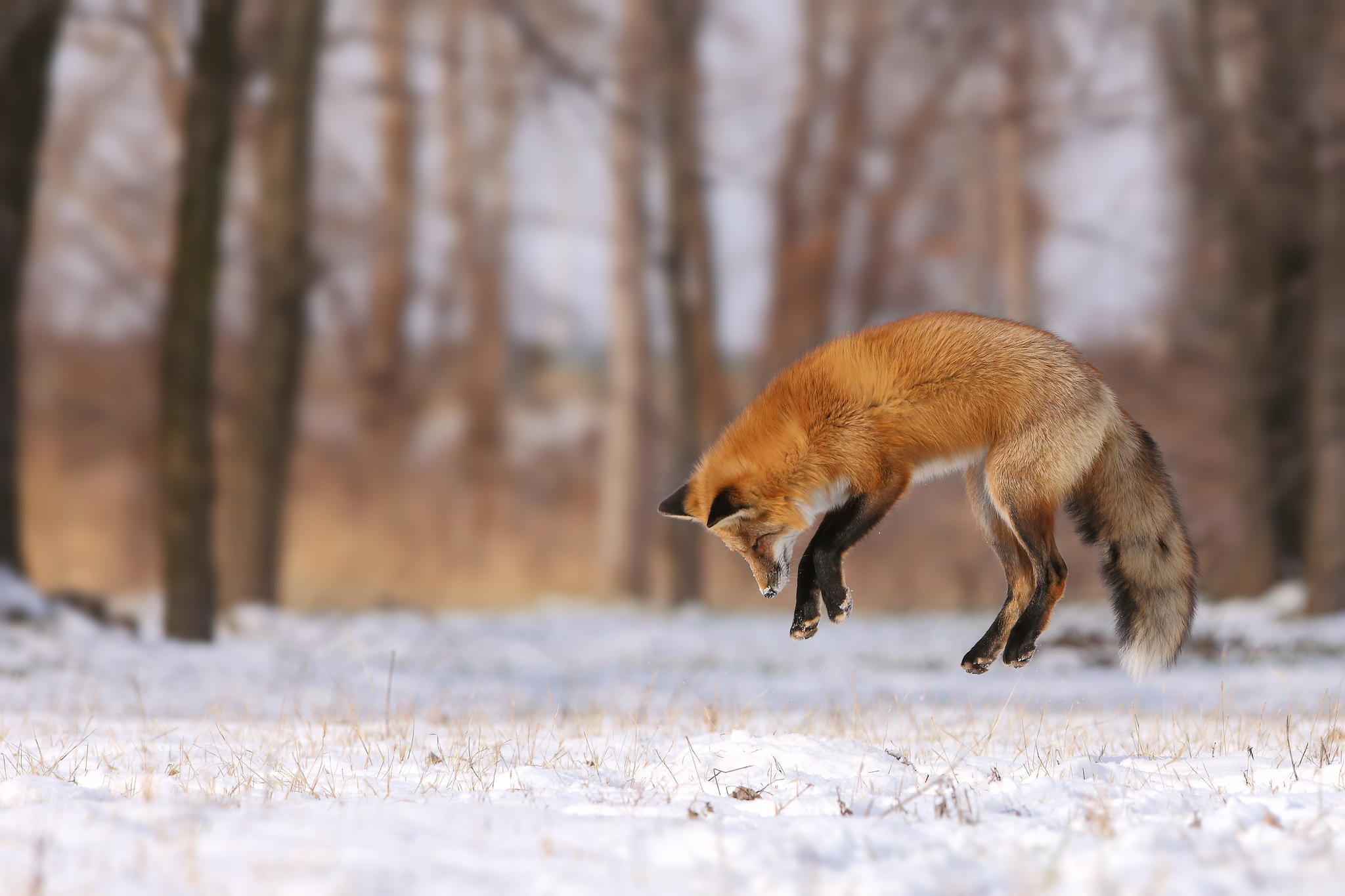 Fox, cold temperature, vertebrate, one animal, hunting, forest, animal themes, jump, land, tree, outdoors, glade, selective focus, 1080P, snow, mammal, HD Wallpaper