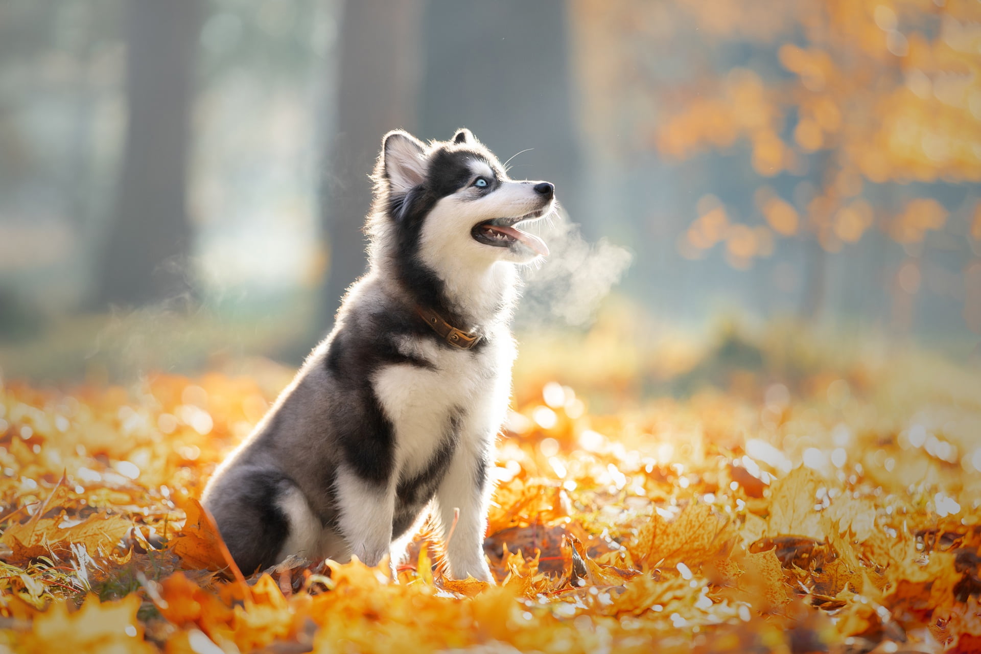 lawn, foliage, blue-eyed, couples, look, Siberian husky, dog, autumn, sitting, Park, glade, husky, nature, baby, 1080P, trees, light, leaves, puppy, HD Wallpaper