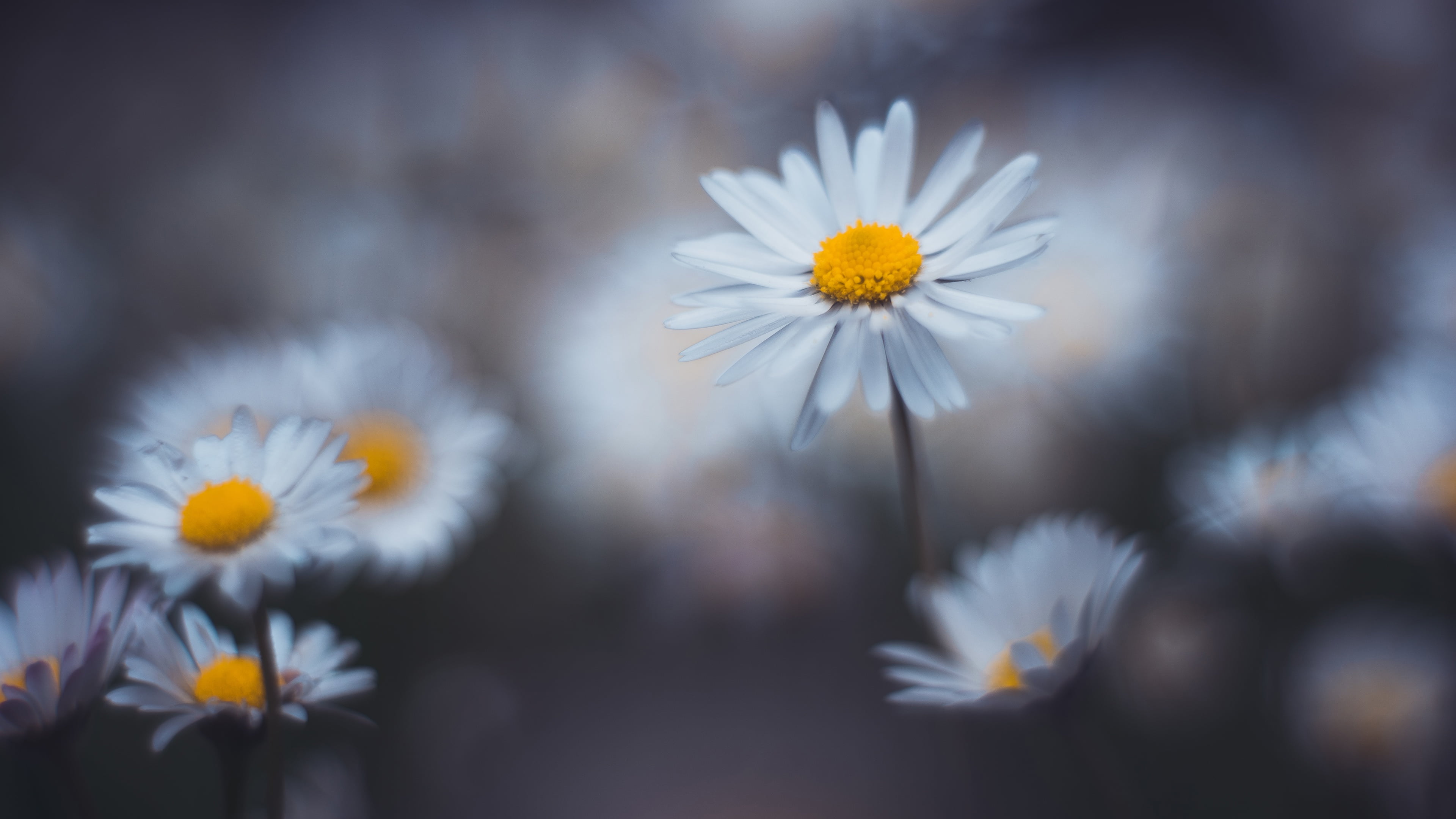 flowers, chamomile, glade, blur, white, 4K, background, HD Wallpaper