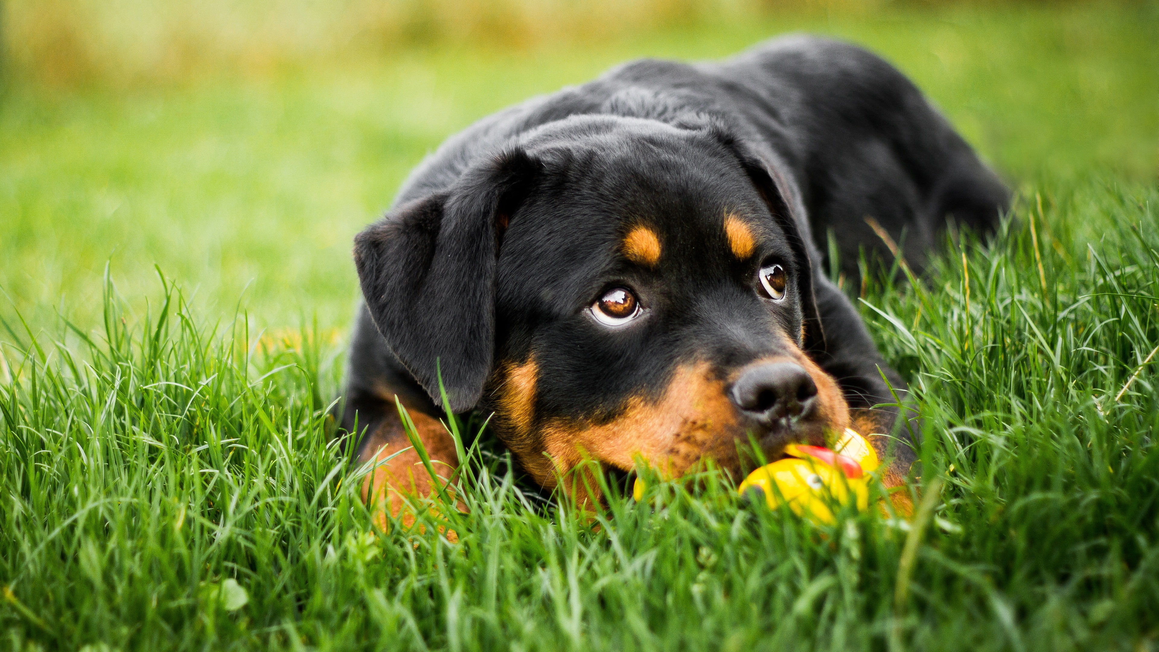 look, 4K, toy, expressive, face, grass, each, greens, dog, the game, portrait, background, black, Rottweiler, glade, lies, puppy, nature, eyes, HD Wallpaper