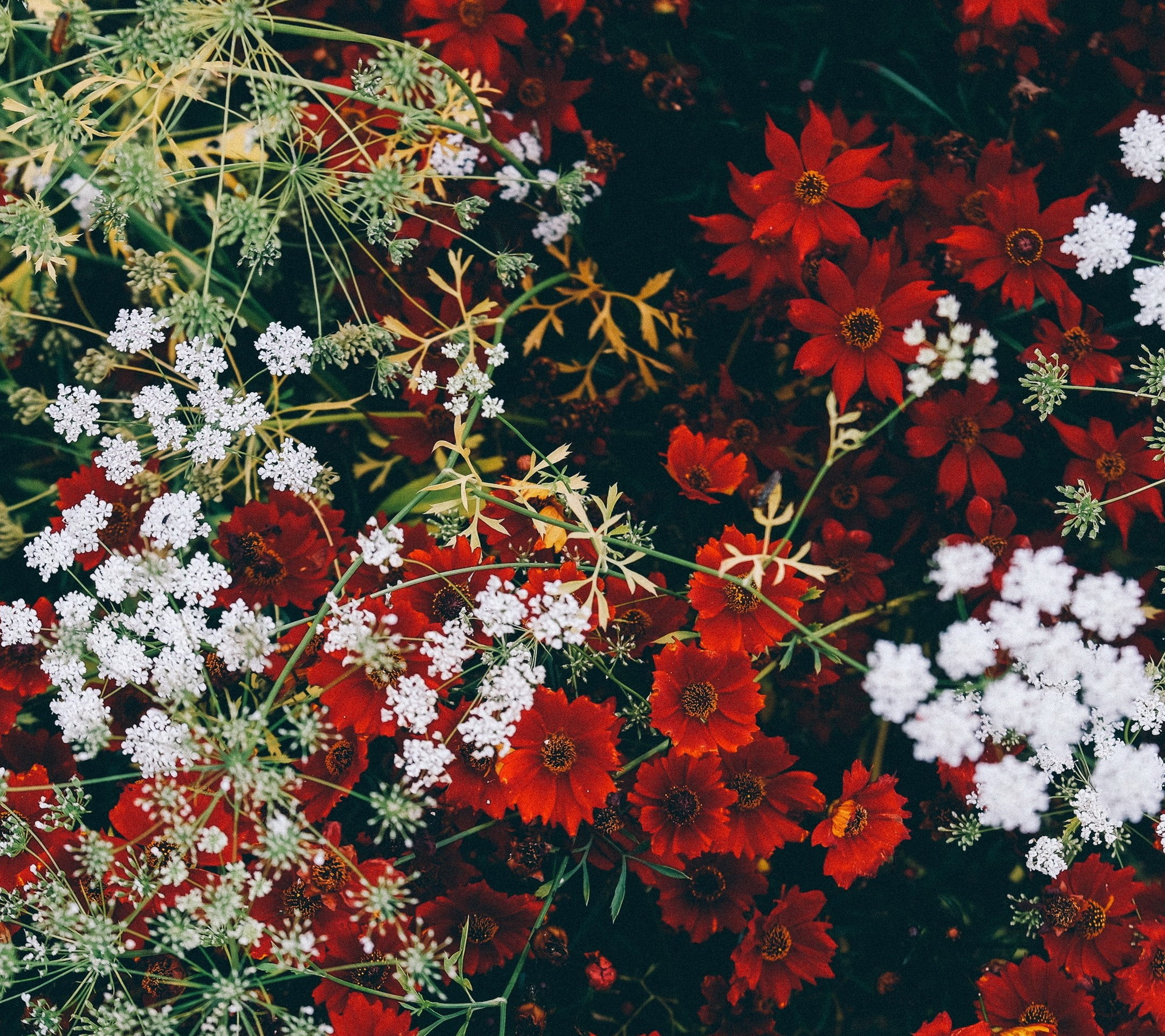 1080P, outdoors, freshness, flowers, close-up, plant, nature, no people, full frame, fragility, red, poppy, beauty in nature, day, red flowers, flowering plant, HD Wallpaper