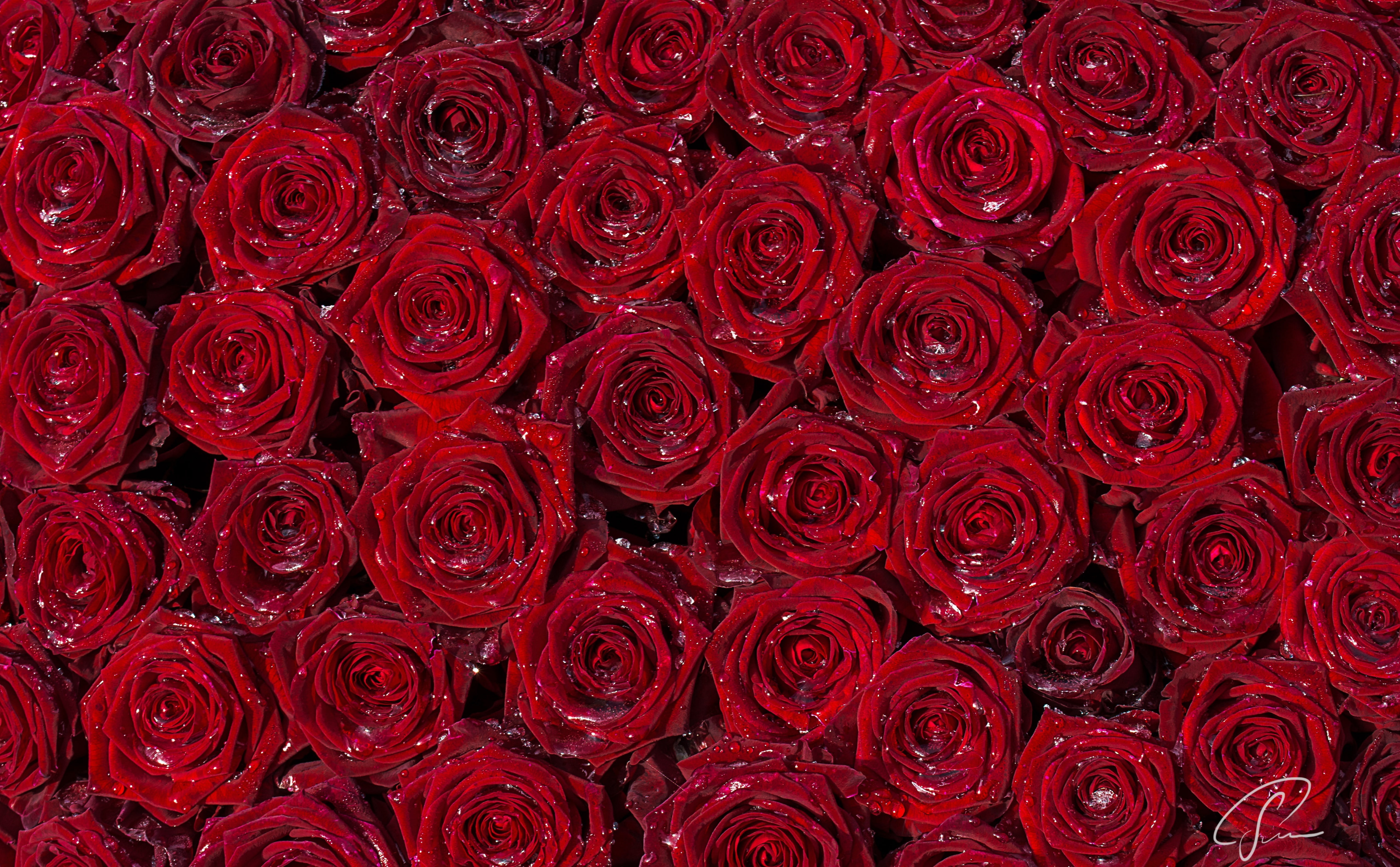 full frame, Bed of roses, red roses, no people, flower, backgrounds, Flowers, Floristik, red, blumen, rose - flower, background, Rose, flowering plant, HD Wallpaper