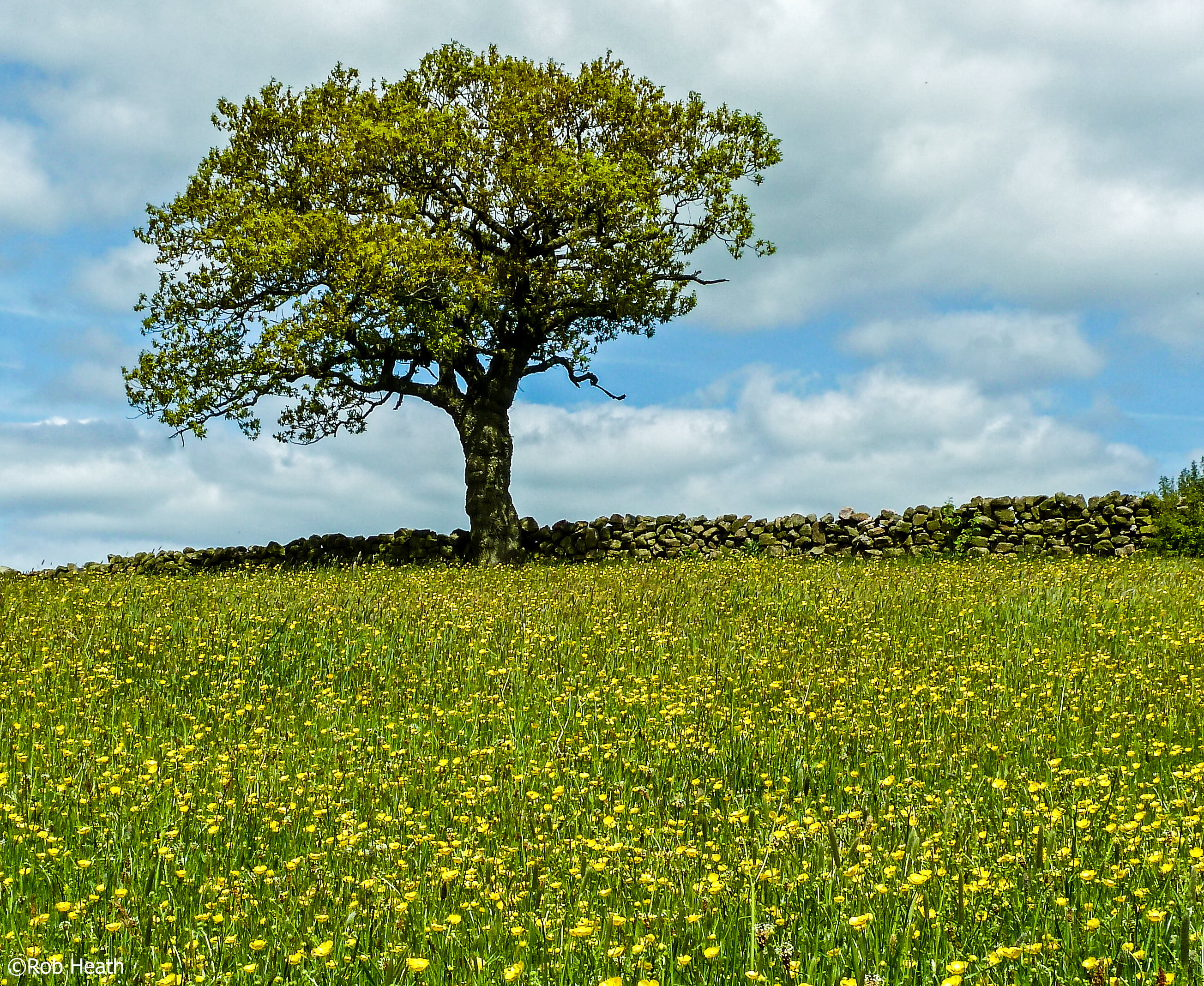 nature, sky, yellow, outdoors, flowers, meadows, 2K, bed, Tree, Buttercups, summer, field, blue, spring, rural Scene, growth, plant, agriculture, HD Wallpaper