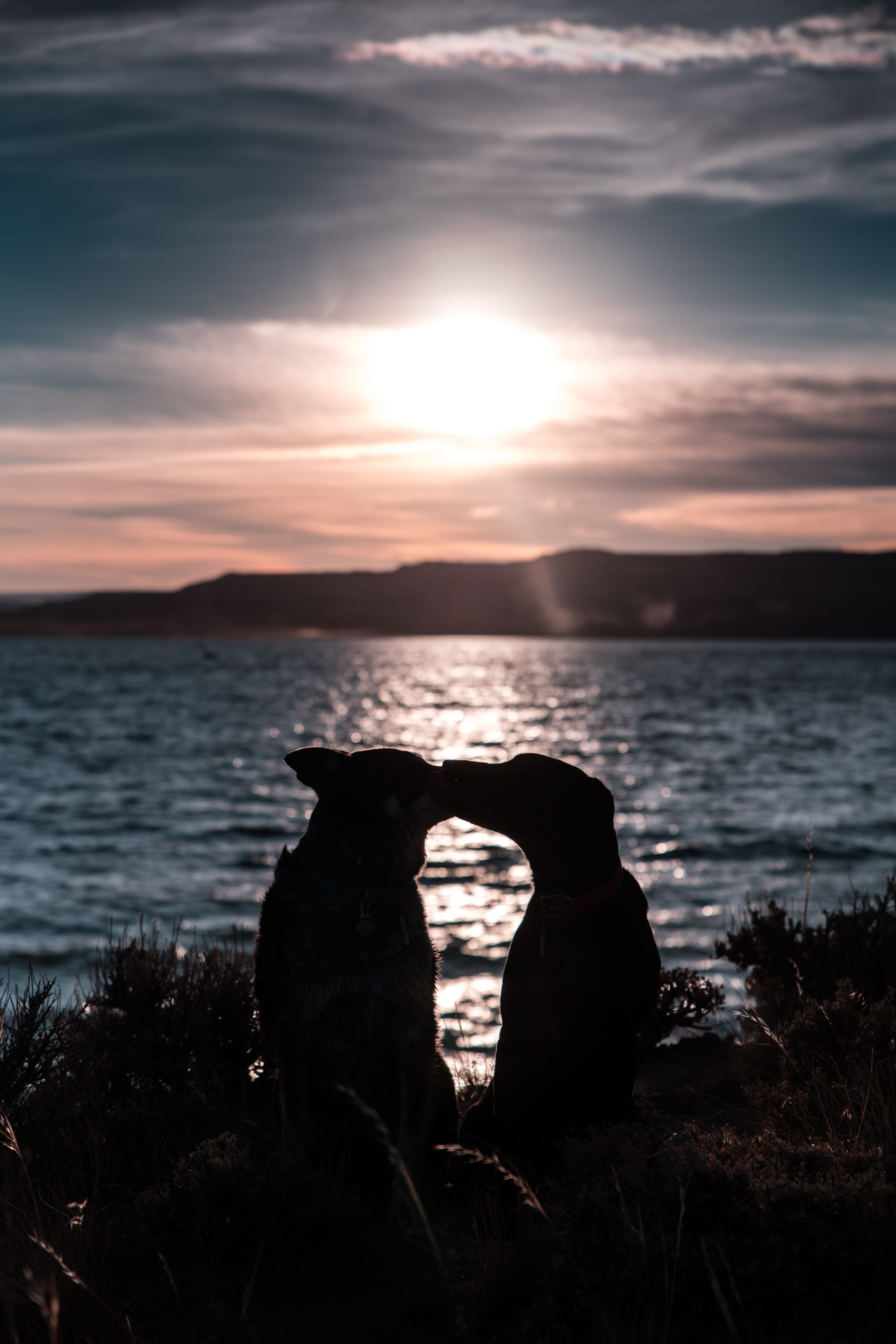 silhouette, sunset, rock, rock - object, sea, tranquil scene, water, rays, dog, two, beauty in nature, 8K, kissing, nature, land, cloud - sky, mood, dogs, Phone HD Wallpaper
