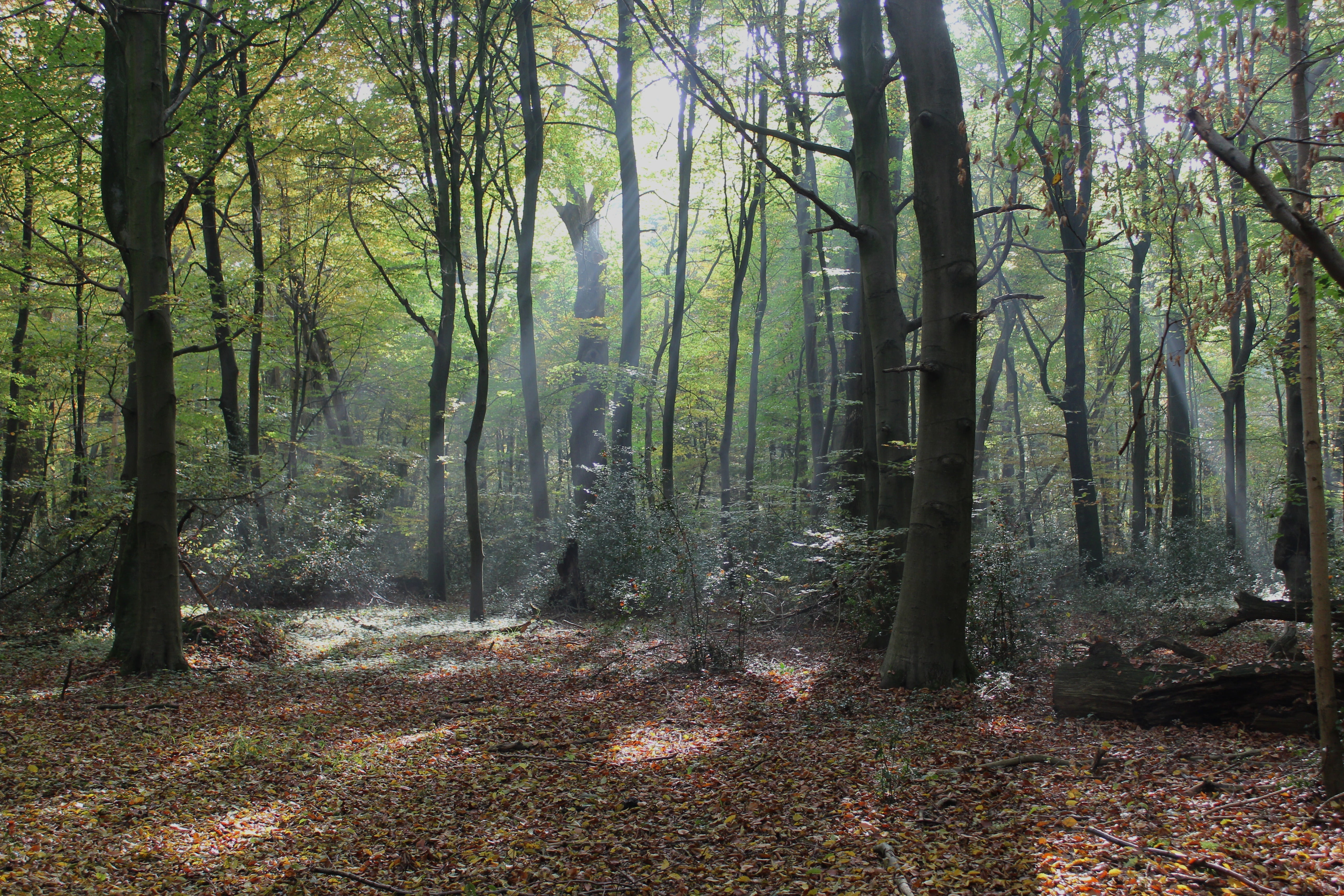 environment, trees, tree, tranquil scene, summer, spring, trail, outdoors, countryside, woods, crepuscular, streaming, 5K, woodland, tranquility, non-urban scene, HD Wallpaper