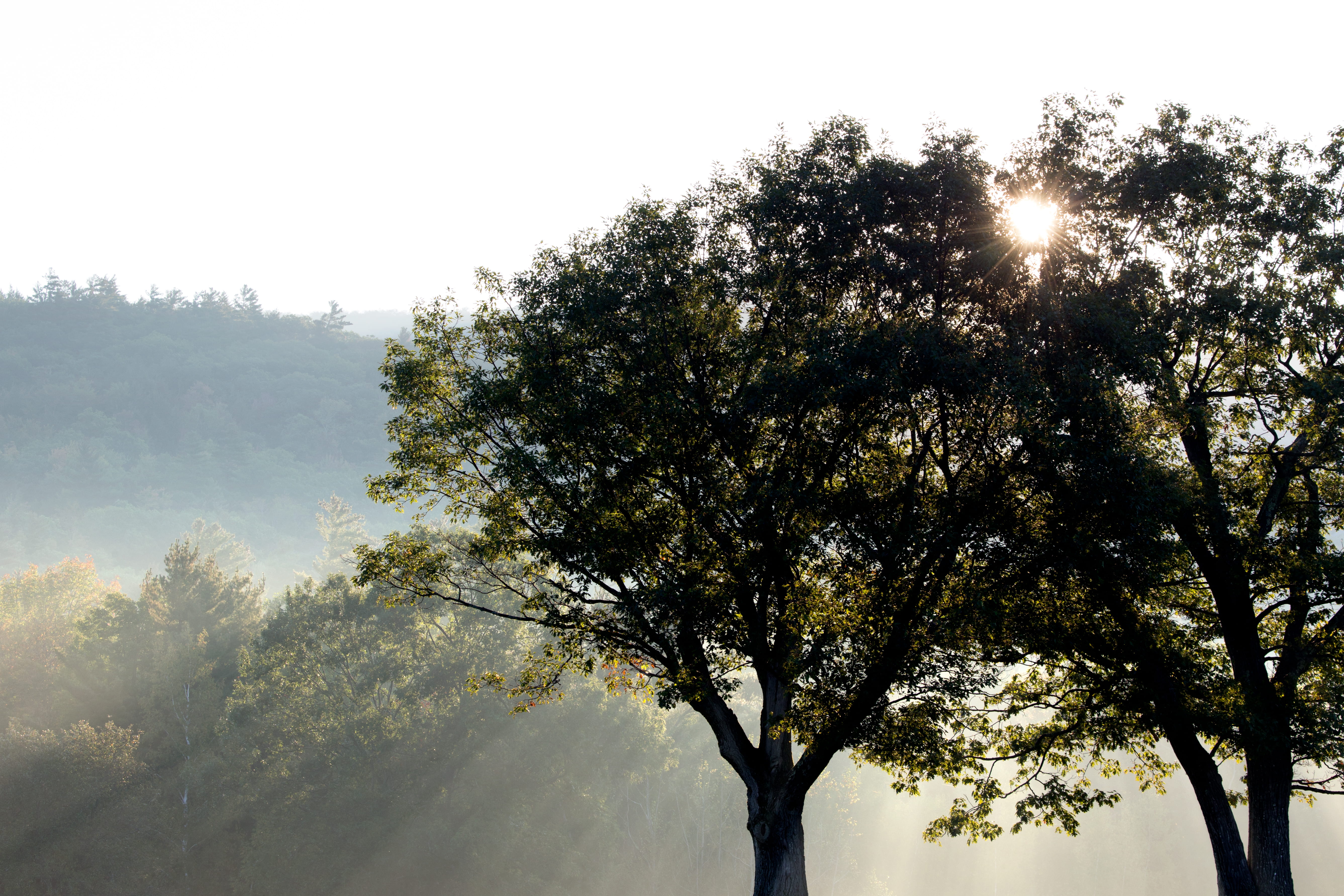 tree, tree trunks, clear sky, sun, tranquil scene, backlit, branches, outdoors, woods, beauty in nature, photo, silhouette, crepuscular, nature, 5K, low angle view, HD Wallpaper