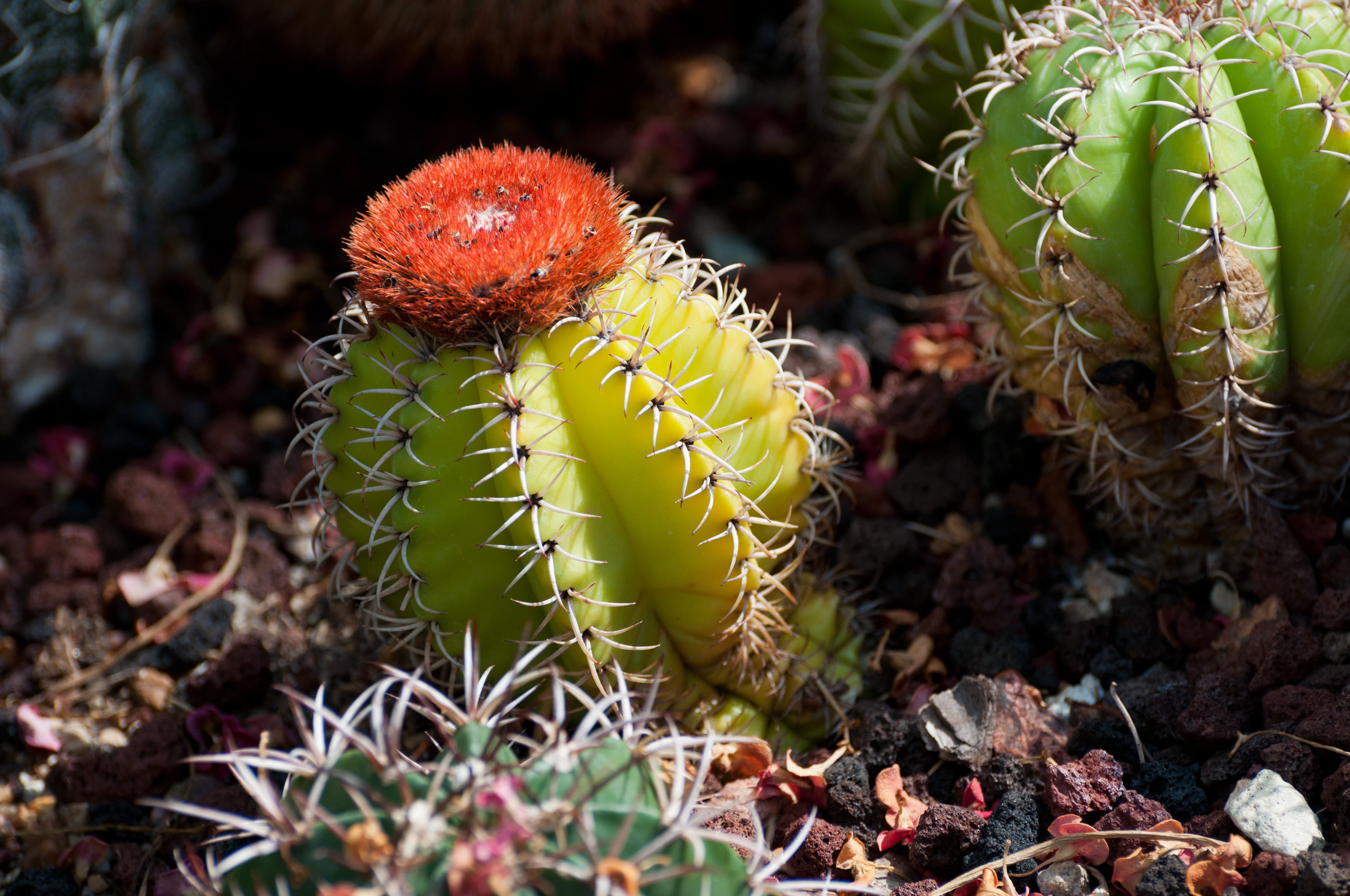green, thorn, chicago botanic garden, desert, photo, 4K, close-up, red, nature, plant, Cactus, succulent Plant, spiked, HD Wallpaper