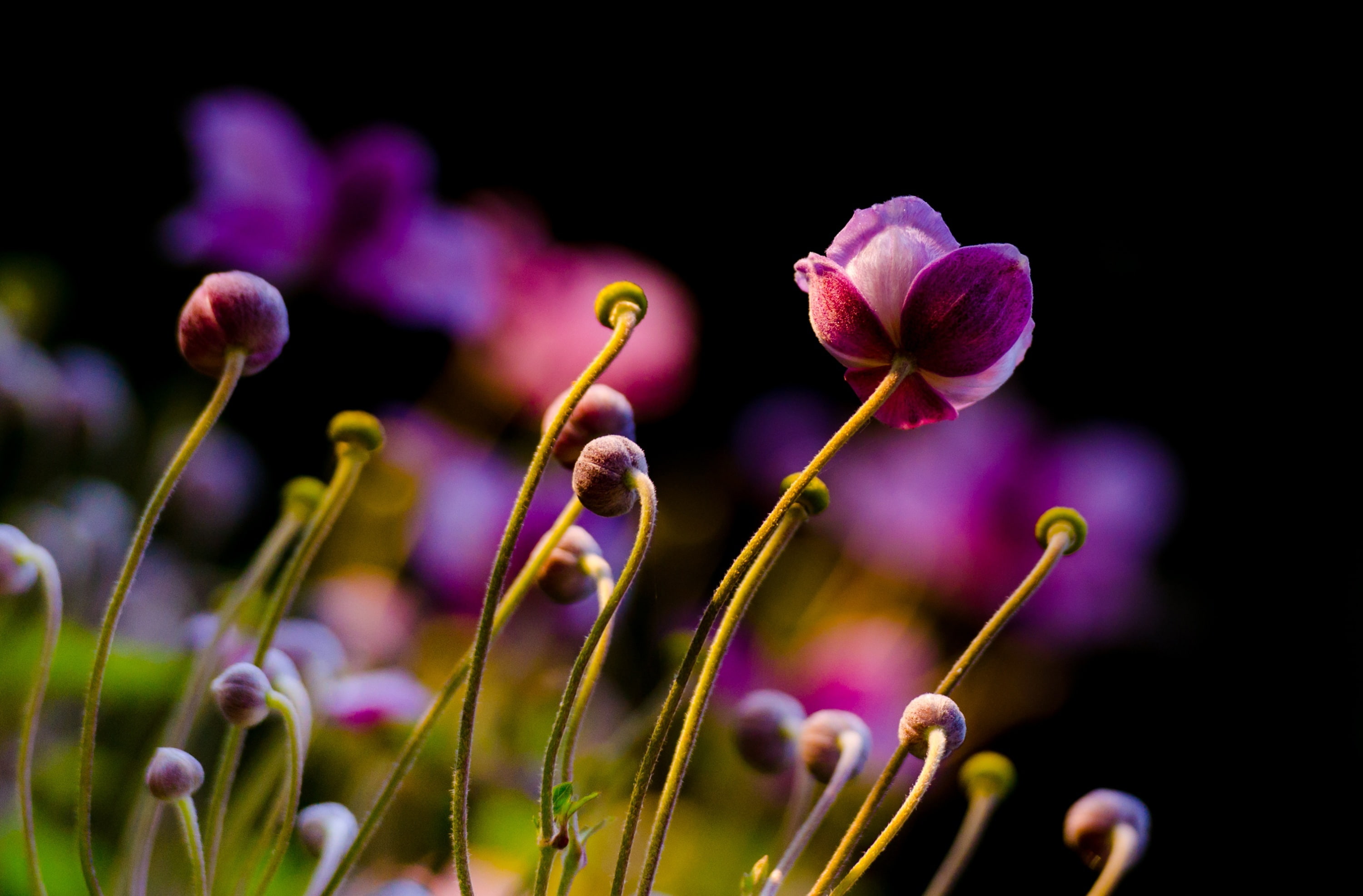 beauty in nature, selective focus, Garden, d7000, vulnerability, illinois, close-up, growth, fragility, bud, Chicago, highlandpark, braeside, flower head, HD Wallpaper