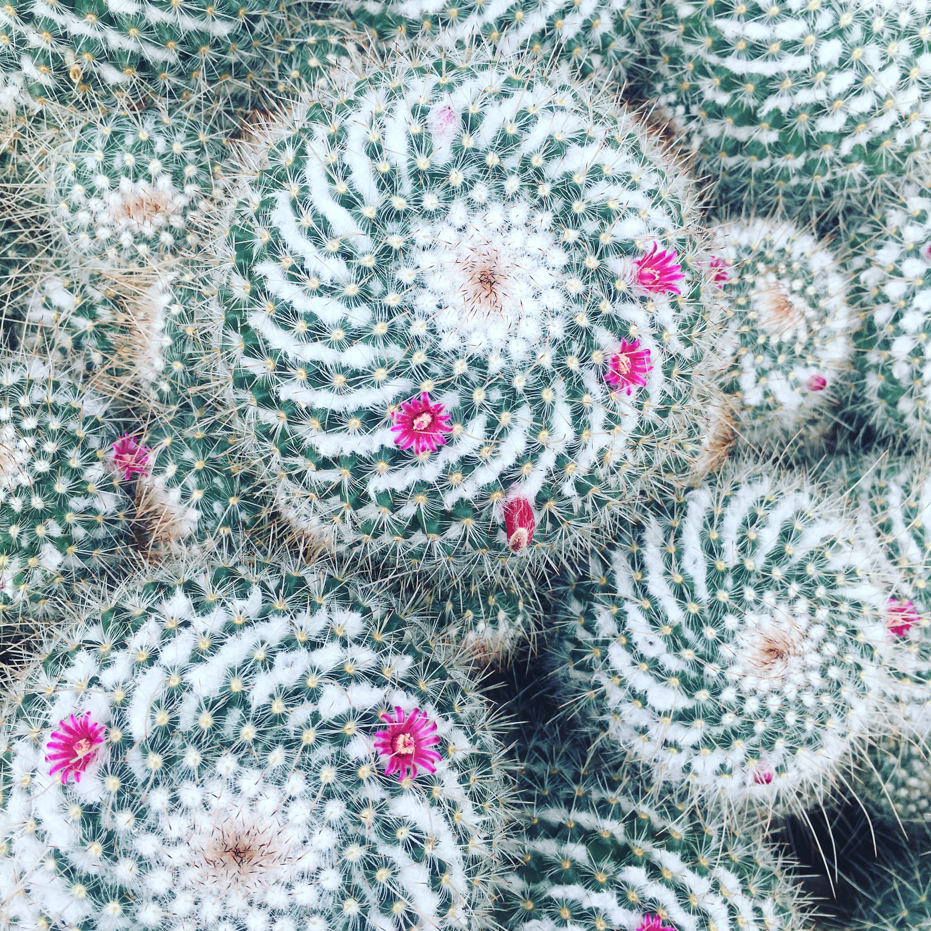 day, green color, flowering plant, united states, flower, flower head, pattern, nature, directly above, lake-cook/chicago botanic garden, outdoors, cactus, Phone HD Wallpaper